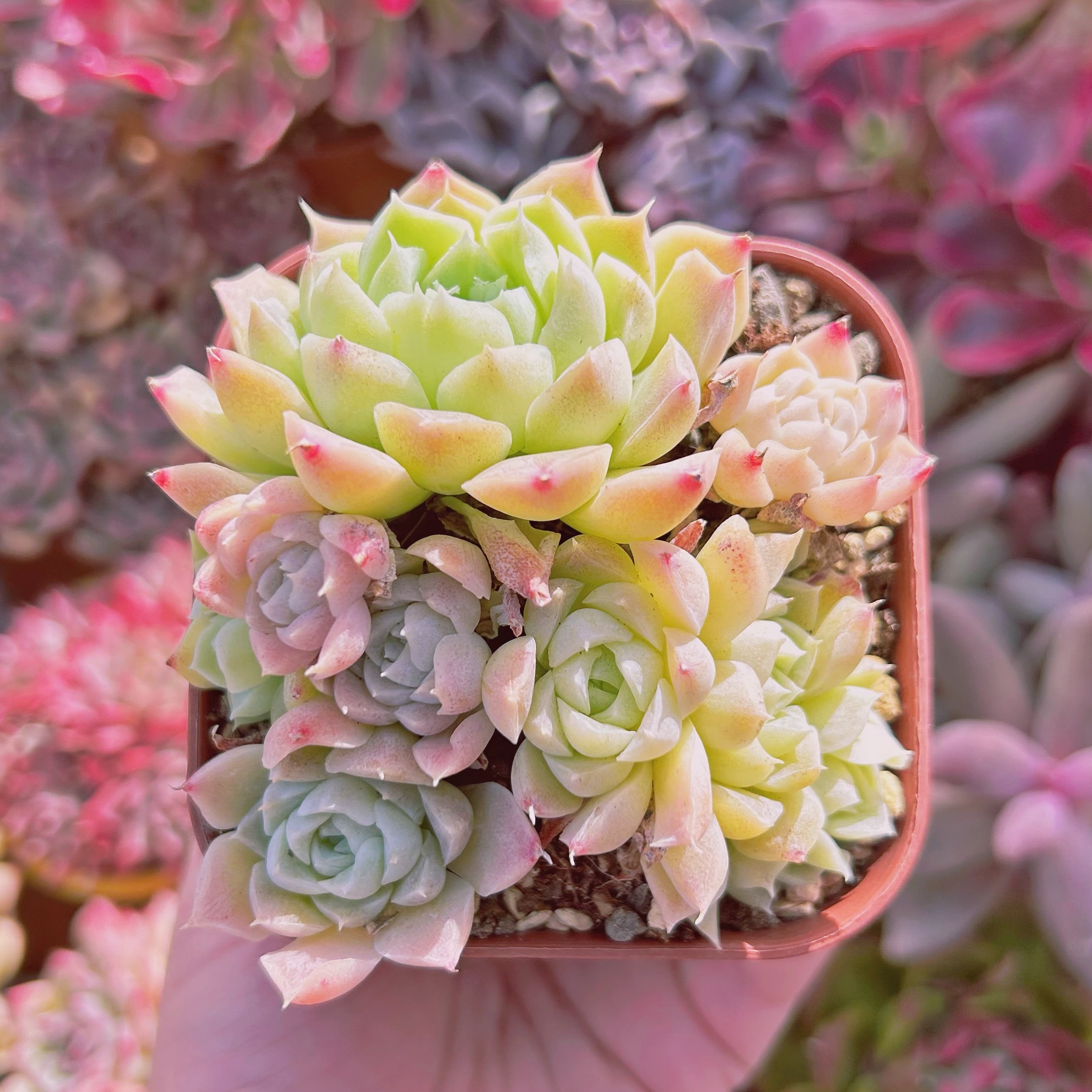 #522現物　多肉植物　Echeveria  白瑠璃　抜き苗
