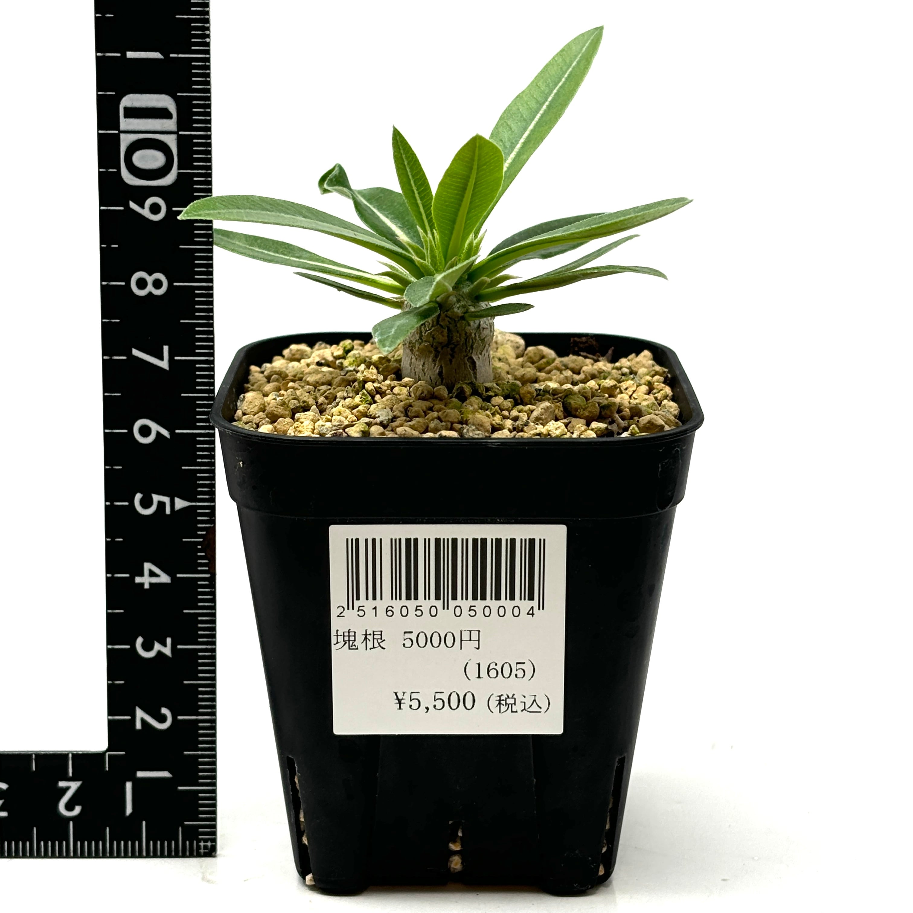 パキポディウム 恵比寿大黒×タッキー【672】 | PROTOLEAF プロトリーフ