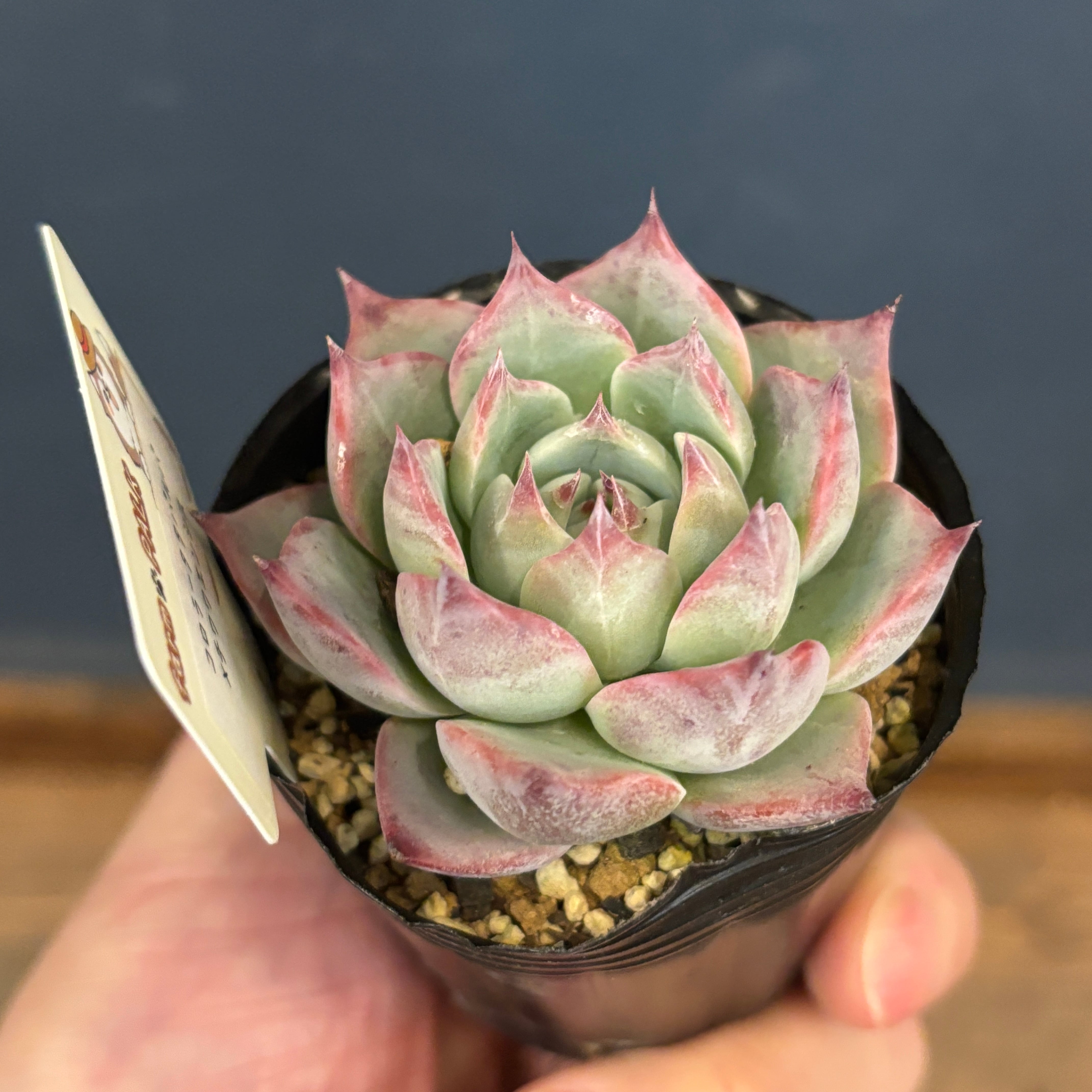 farmPALKさん苗 エケベリア コロラータタパルパ × チワワエンシス【280