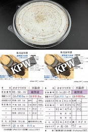 《オオクワガタ 能勢SR血統 種親91.6mm×59.8mm 幼虫1頭》冴えない茸の育てかた氏ブリード個体