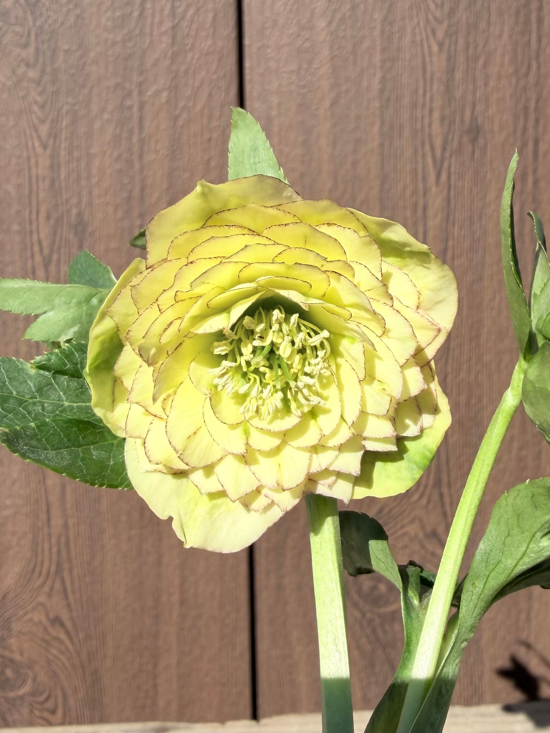 ほぼキラメキのグロッシー☆ディープレッドSD 加藤農園 クリスマス