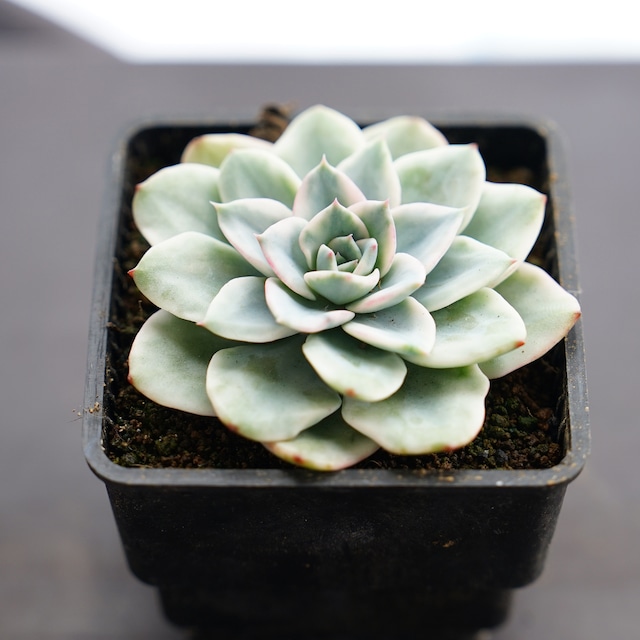 抜き苗 アトランティス錦 Echeveria 'Atlantis Variegated'