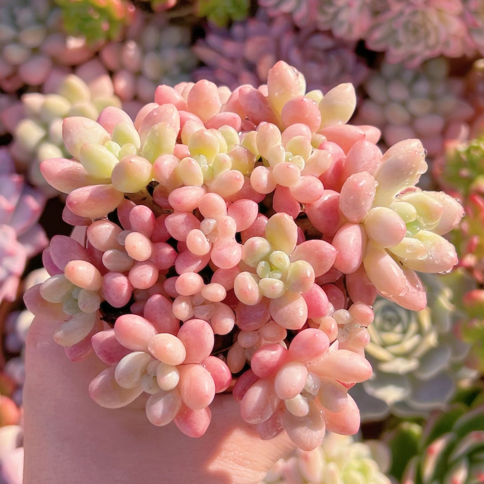 現品　キャビア#634　新入荷　るる農園