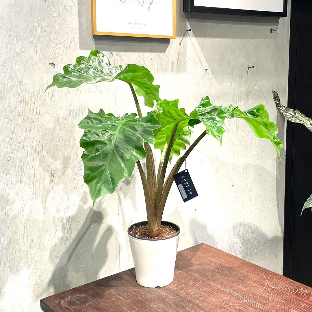 アロカシア ロウライダー 斑入り Lowrider Variegated