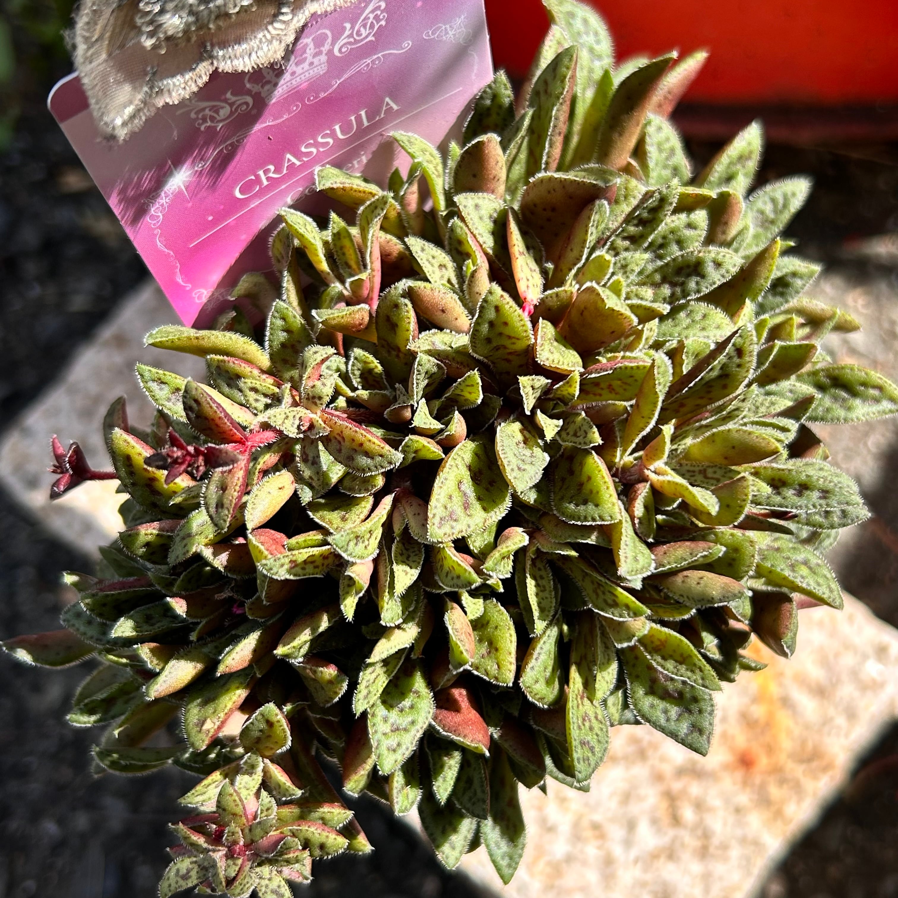 RuPo 多肉植物専門店 RuPo 多肉植物専門店