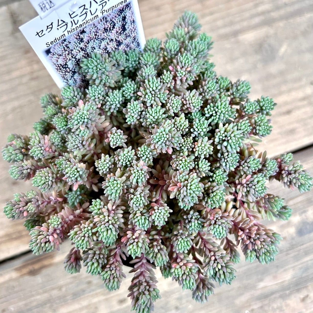 ヒスパニカム プルプレア | RuPo 多肉植物専門店