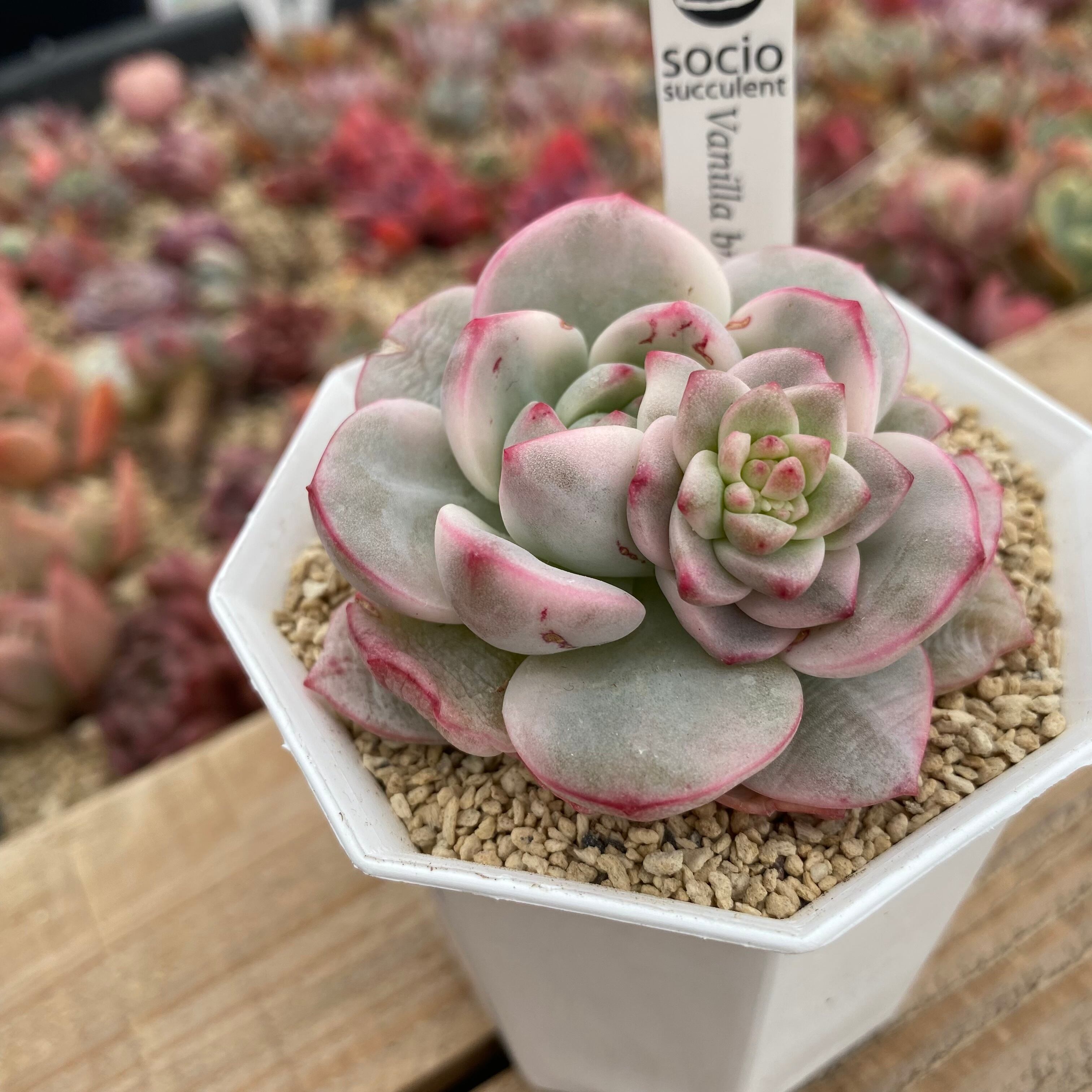 バニラビス錦 抜き苗 約4cm 多肉植物 エケベリア 【楽天市場】多肉植物