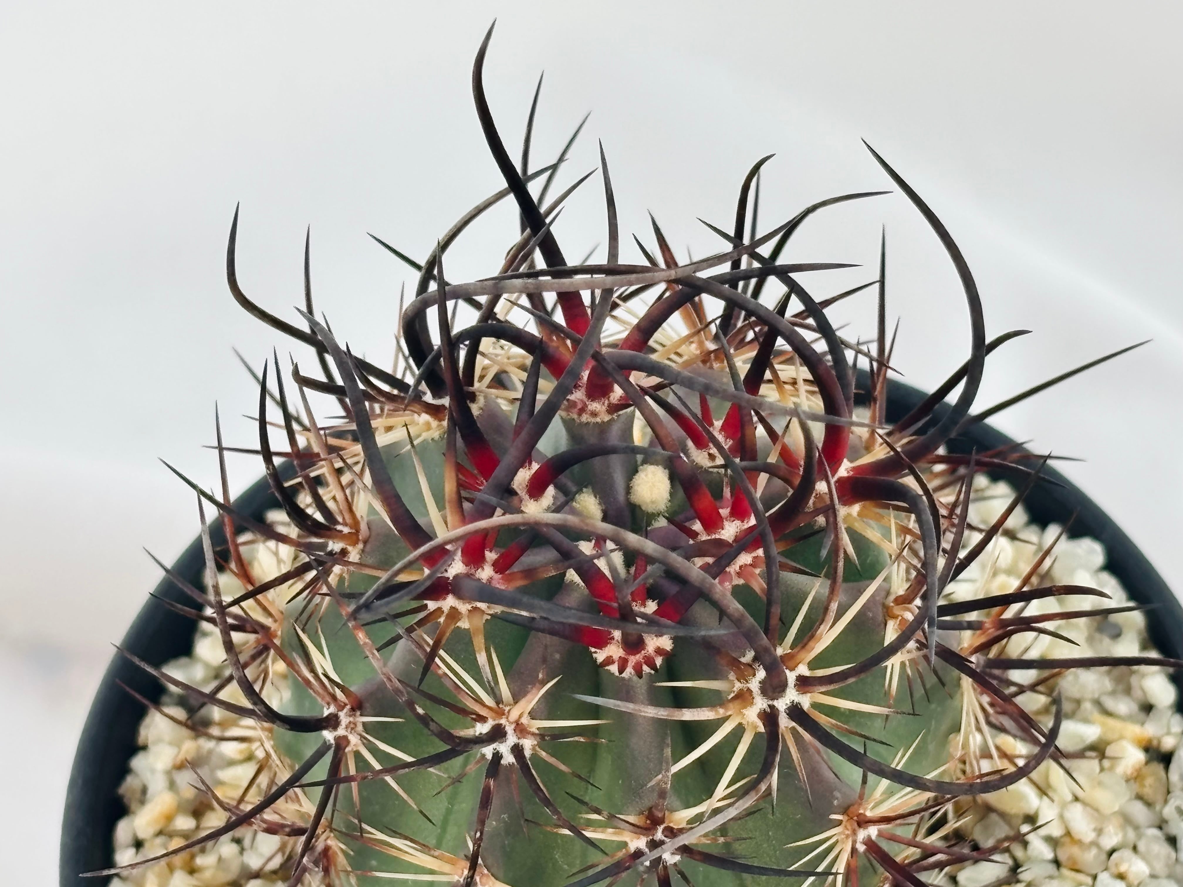リンゼイ実生① エキノケレウス（検索）リンゼー 強刺 花サボテン フェロカクタス Echinocereus lindsayi エキノケレウス リンゼイ サボテン | plants
