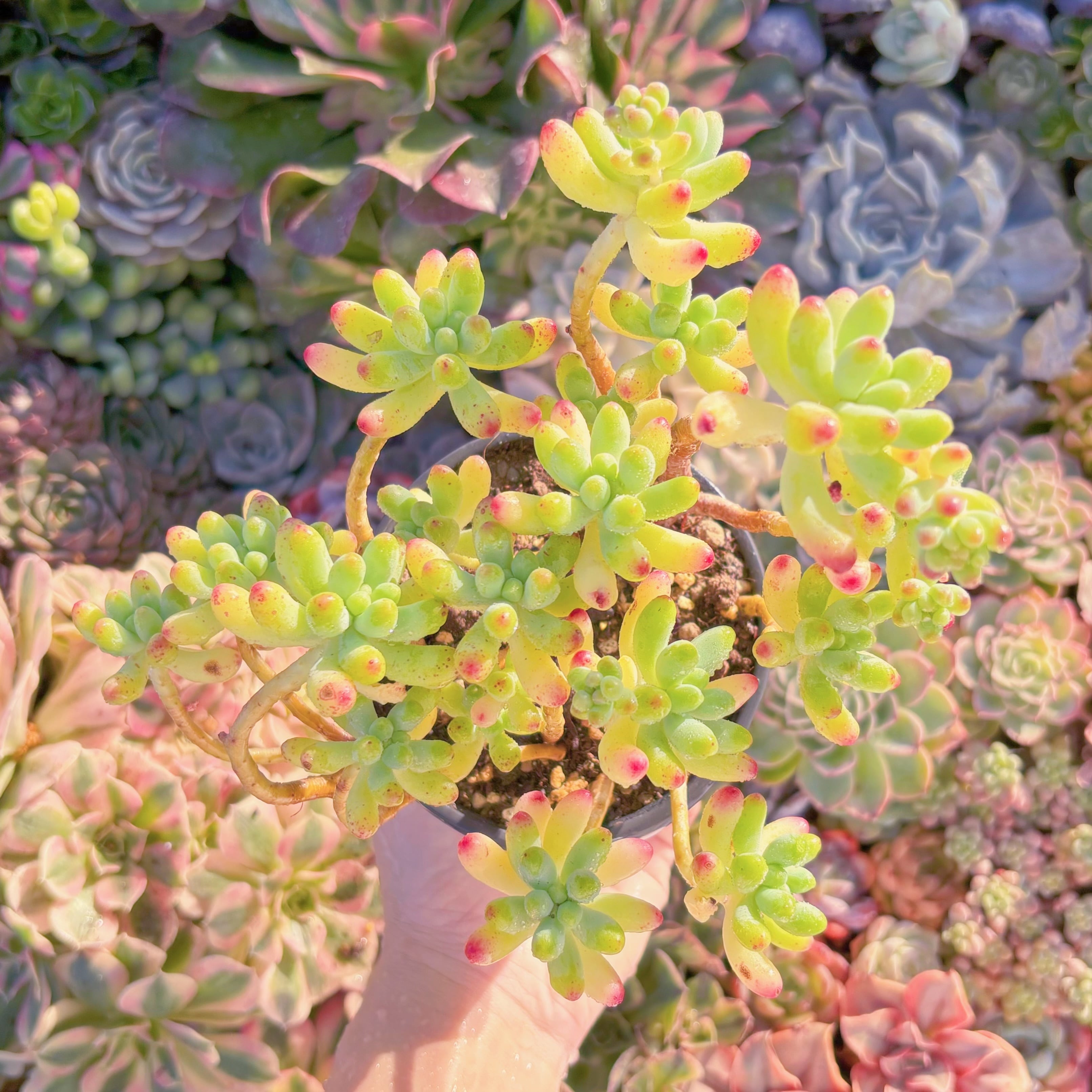 現品　乙女心#M050　新入荷　るる農園