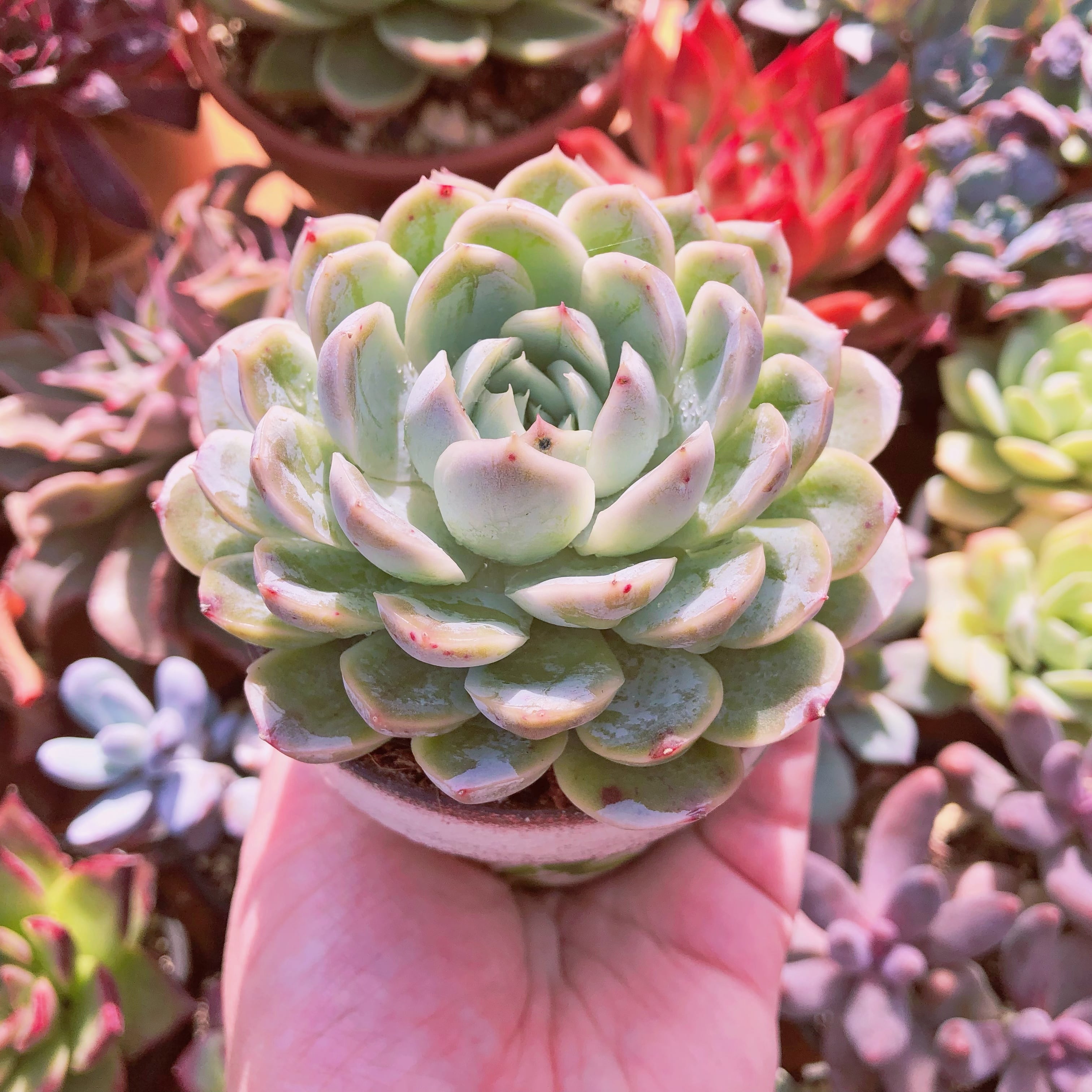 プ*太様 激レア！子株付き♪カランコエ「雪だるま」名札付き6cmポット苗 多肉植 プ*太様 激レア！子株付き♪カランコエ「雪だるま」名札付き6cmポット