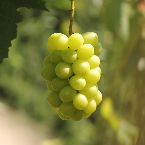 ● SHINE ● ※9/26以降発送