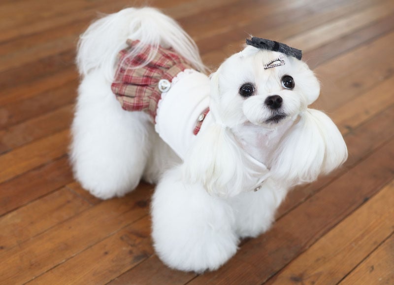 CLASSIC SCHOOLワンピース / 犬服 ワンピース お出かけ 小型犬 中型犬 可愛い ドッグウェア 犬の服 ドレス お揃い