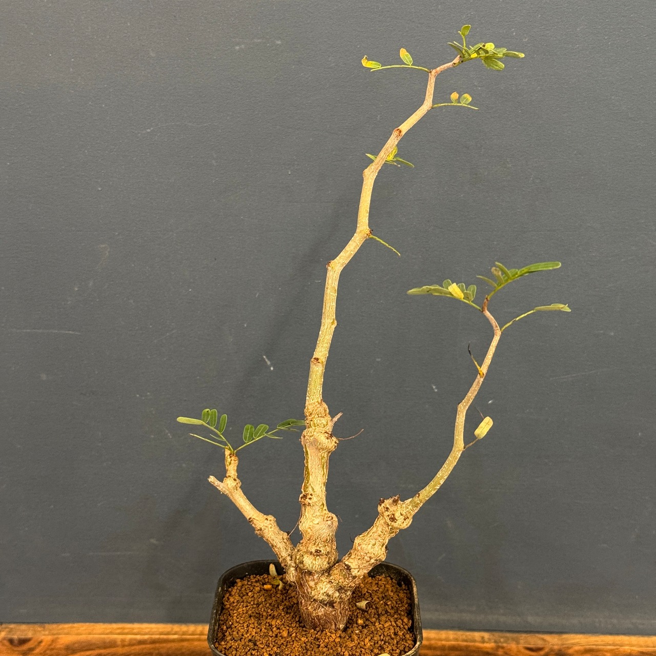 センナ　メリディオナリス【150】