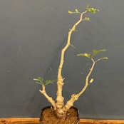 センナ　メリディオナリス【150】