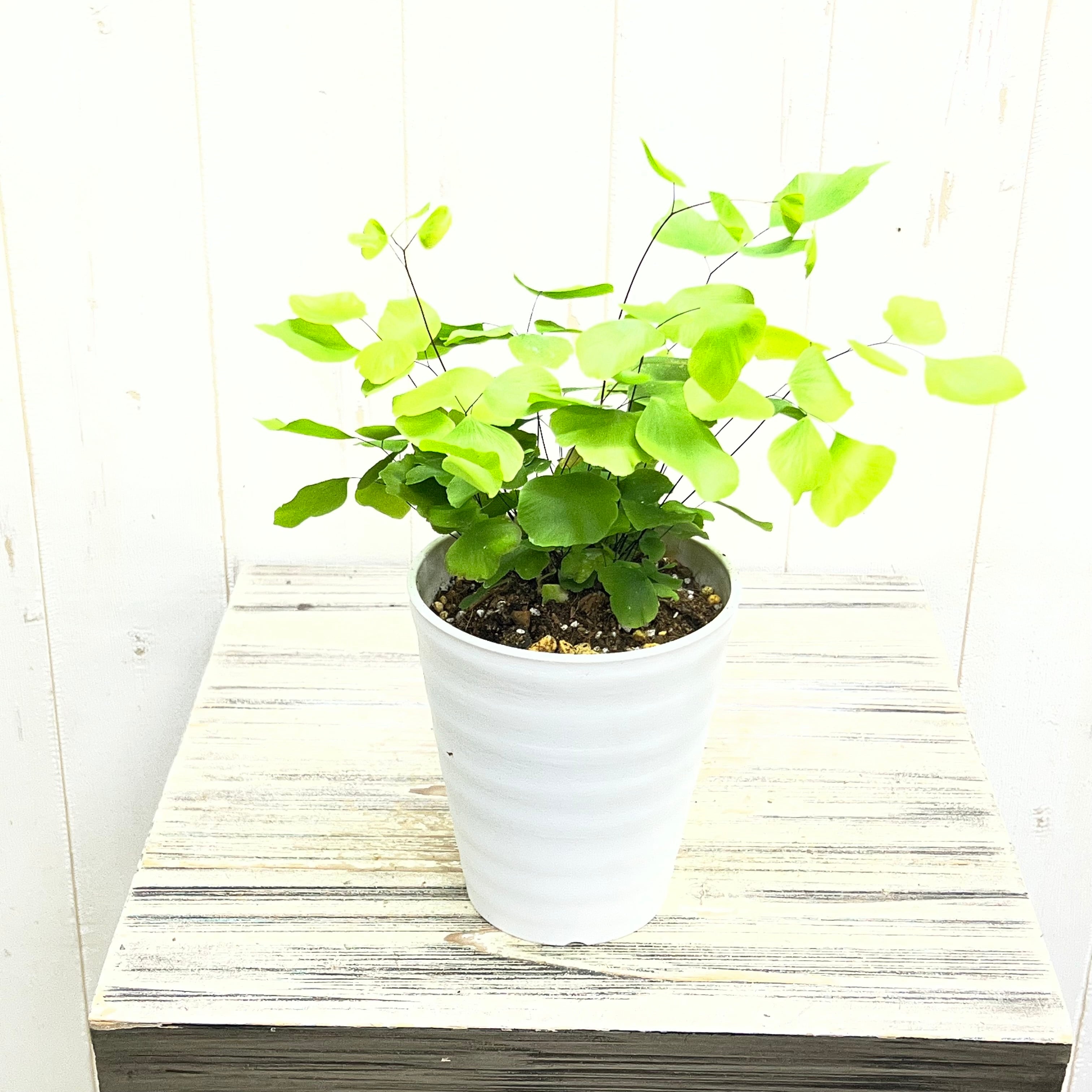 PLANTS SHOP OLIVE