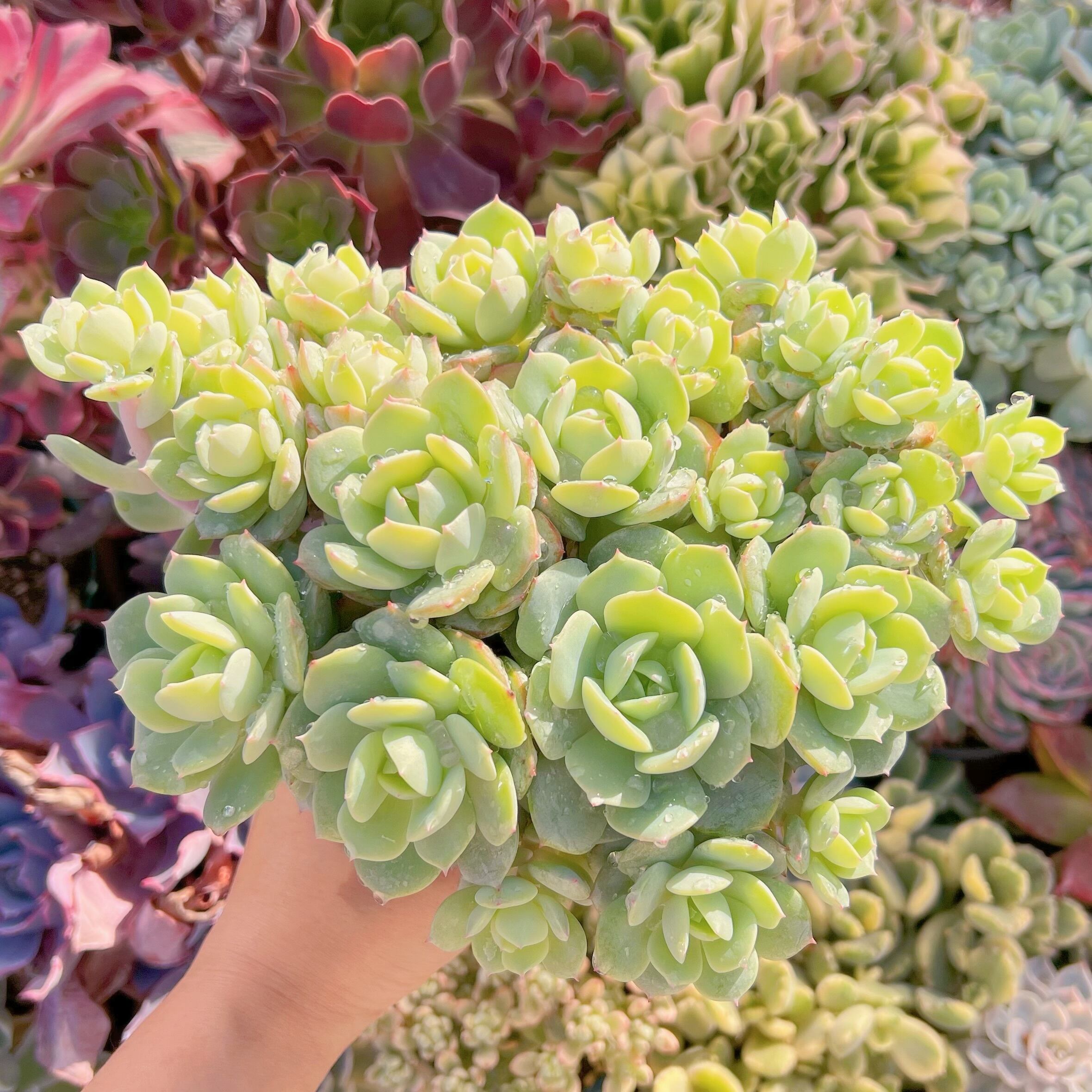 現品　冷香#3303　特大群生　新入荷　るる農園