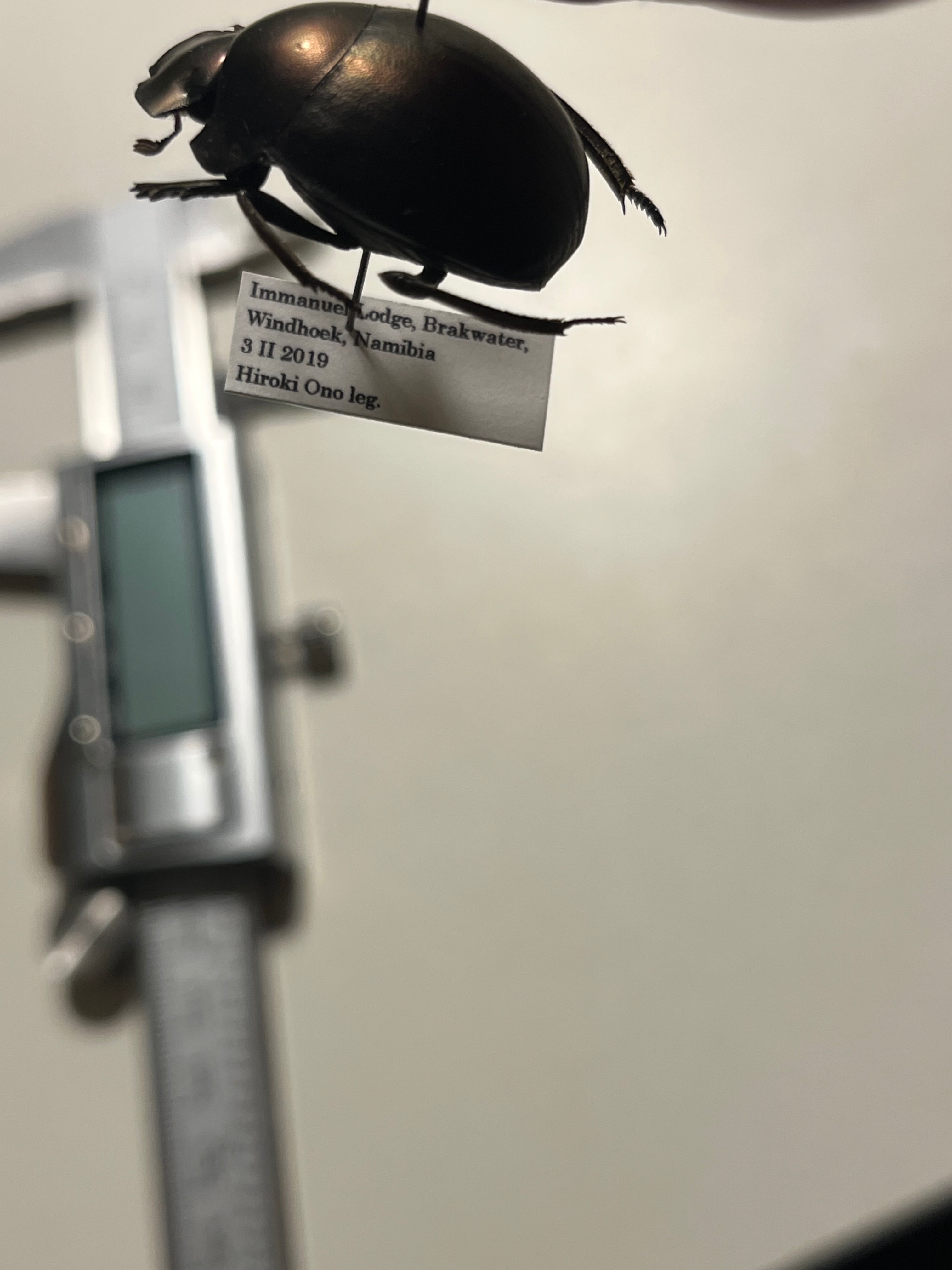 ダイコクコガネ 26mm ♂︎︎ ♀♀ 標本 大型 26mm】プラムタマオシコガネ Chalconotusフンコロガシ糞虫