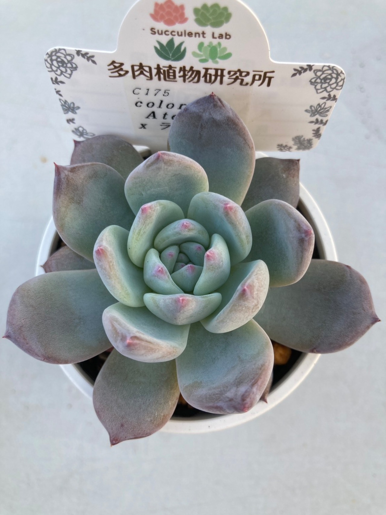 【現物商品】 アテマハック x ラウリンゼ