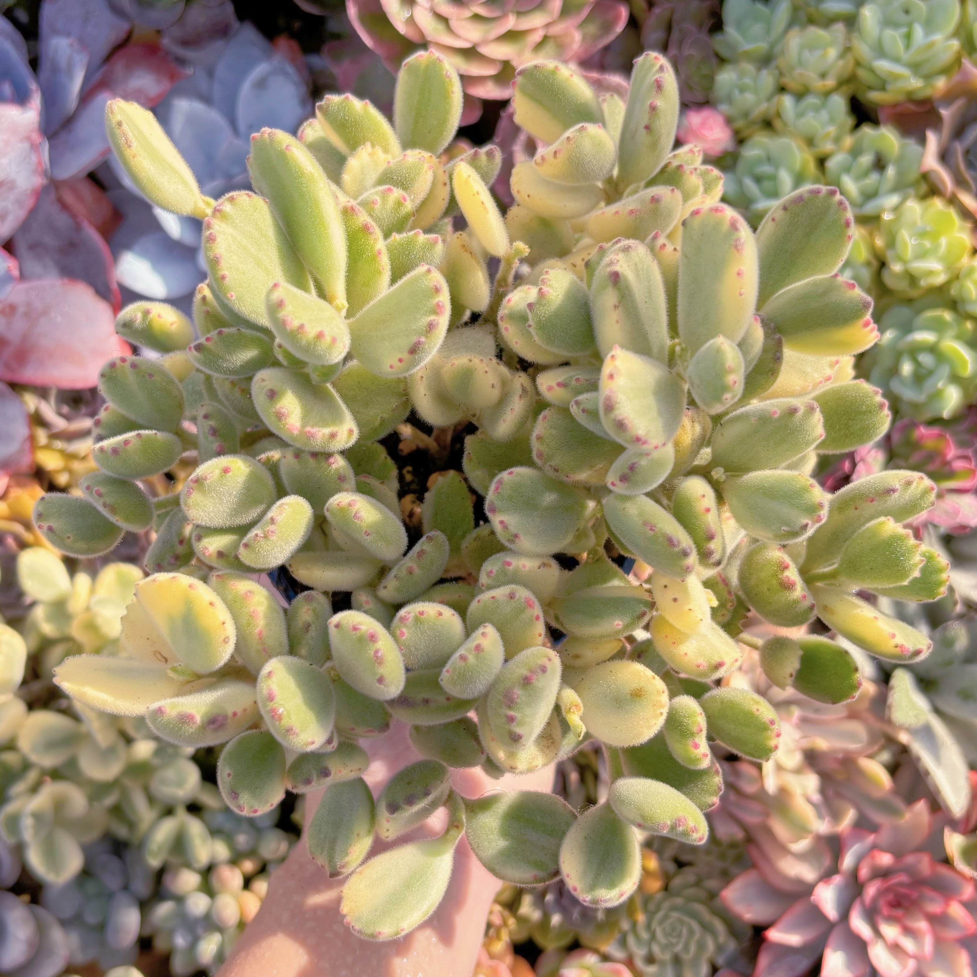 現品　白熊#765　美苗　特大群生　るる農園