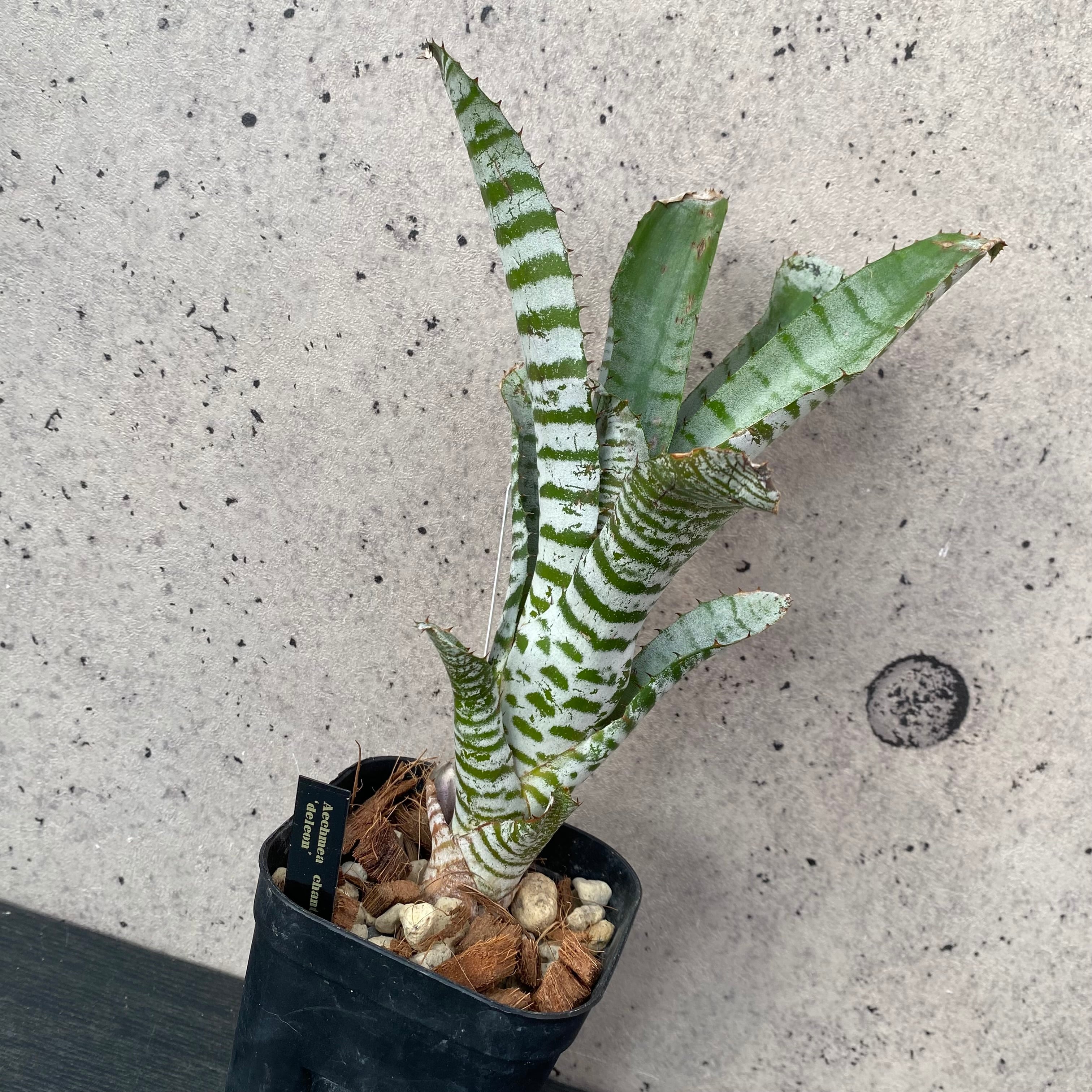 Planet Plants プラネットプランツ