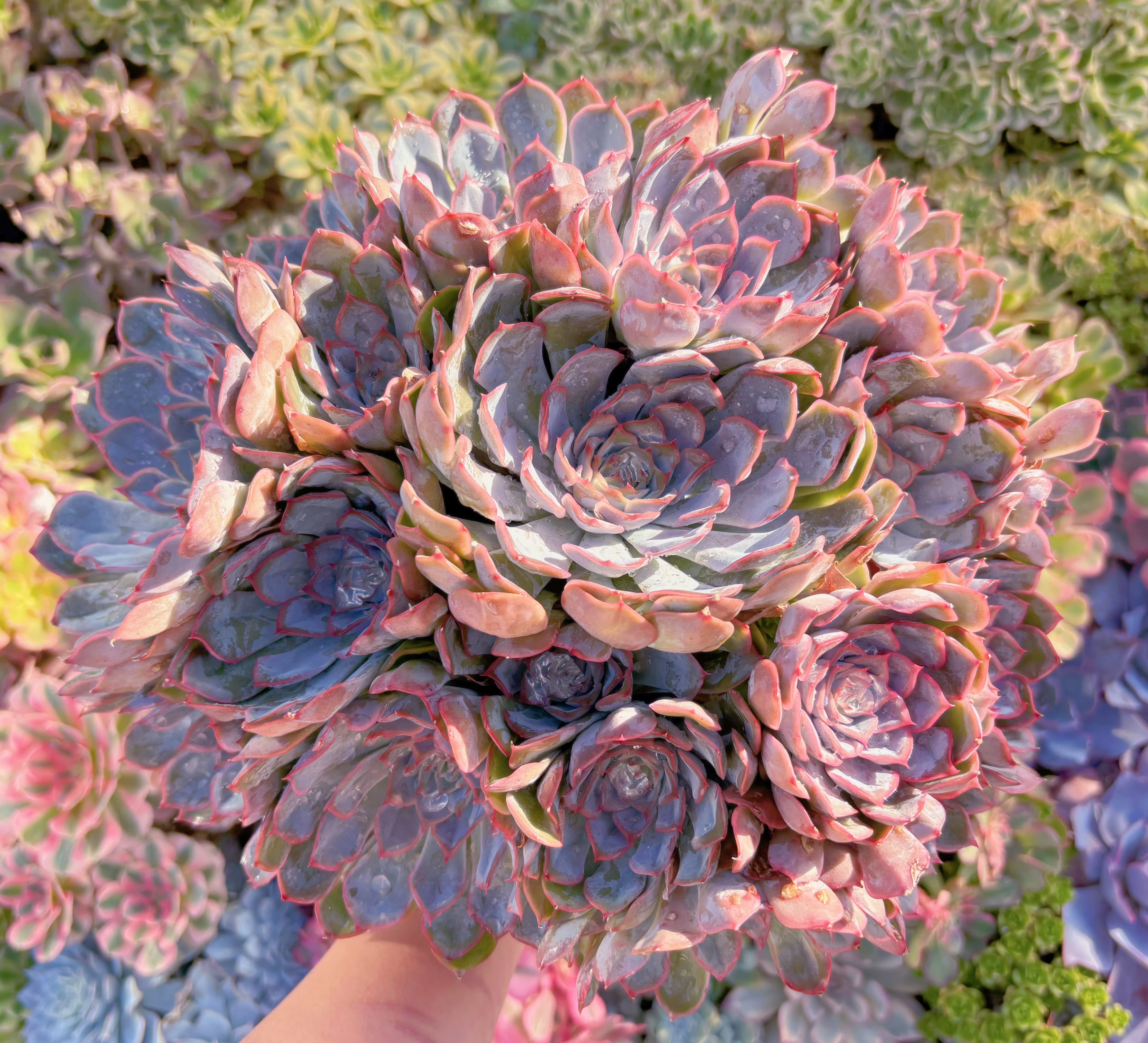 現品　フィオナ#820　特特大群生　約34cm　るる農園