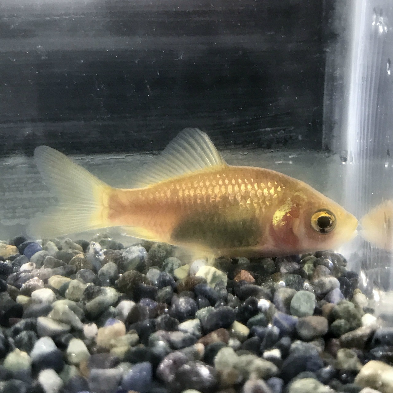 （淡水魚）銀河ブナ　（1匹）【生体】