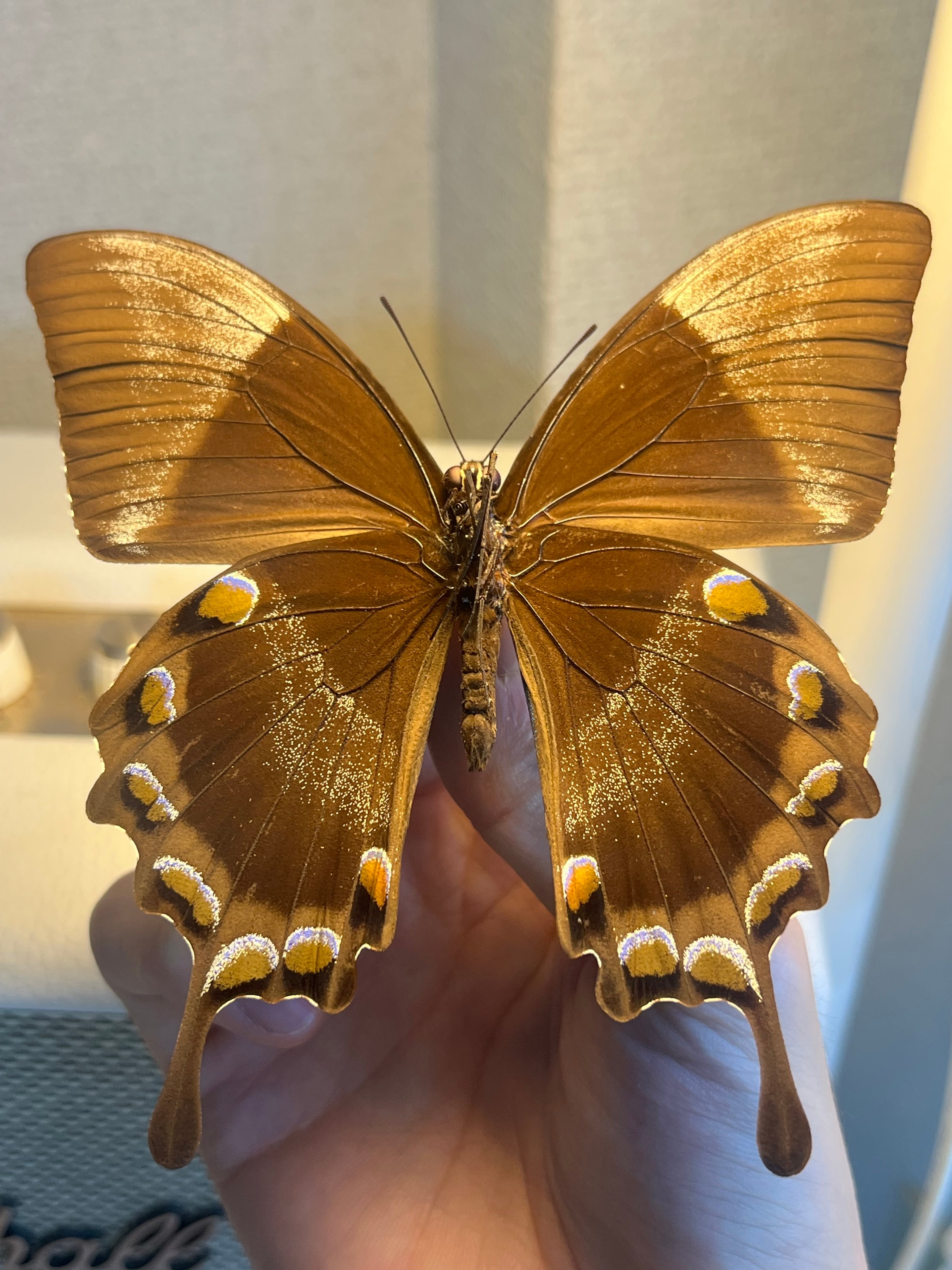 オオルリアゲハ Achillides ulysses 標本 蝶 外国産蝶標本 モルフォ