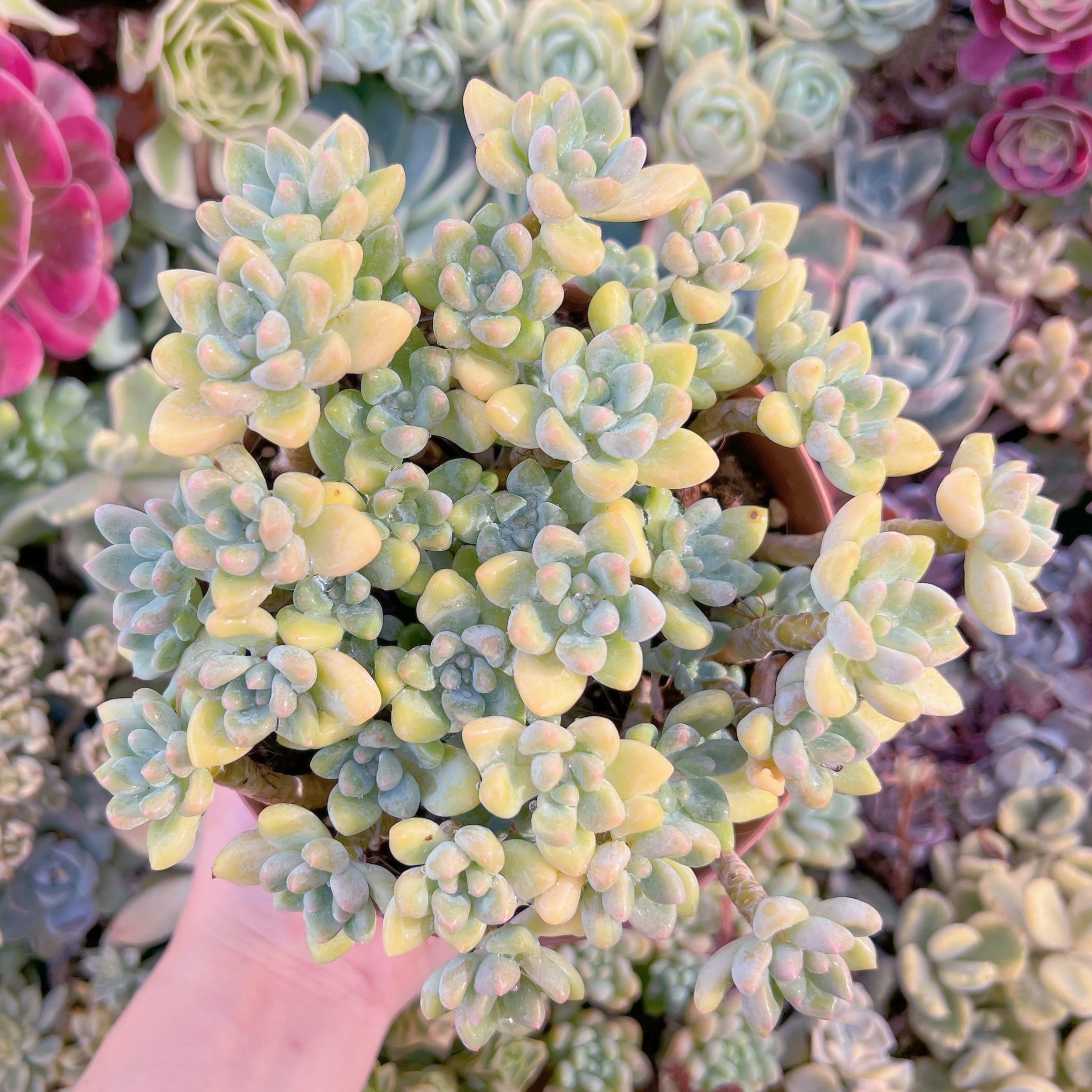 現品　ホワイトケーキ#893　特大群生　るる農園