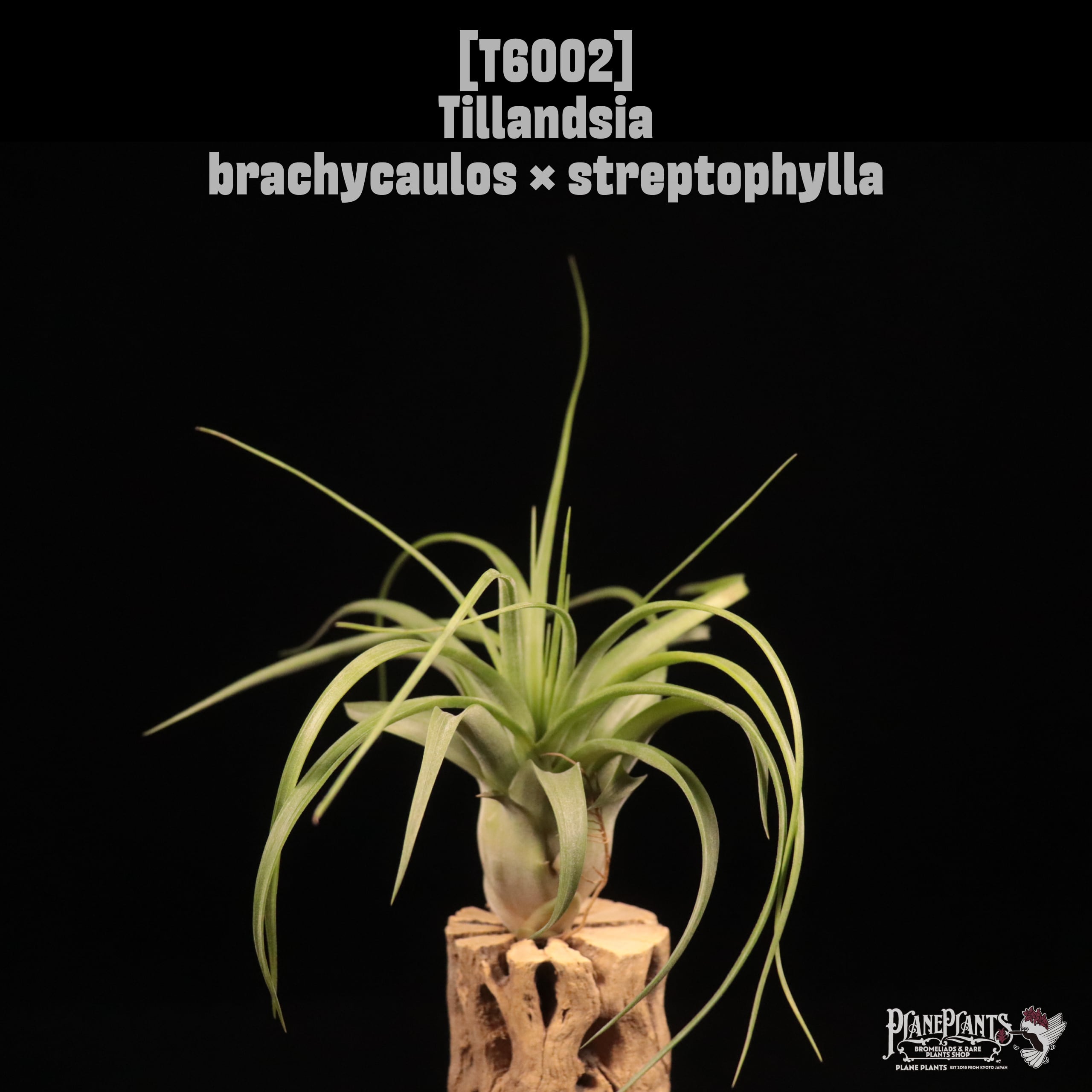 Tillandsia brachycaulos × streptophylla〔ティランジア〕T6002