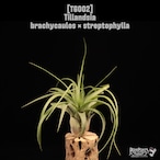 Tillandsia brachycaulos × streptophylla〔ティランジア〕T6002