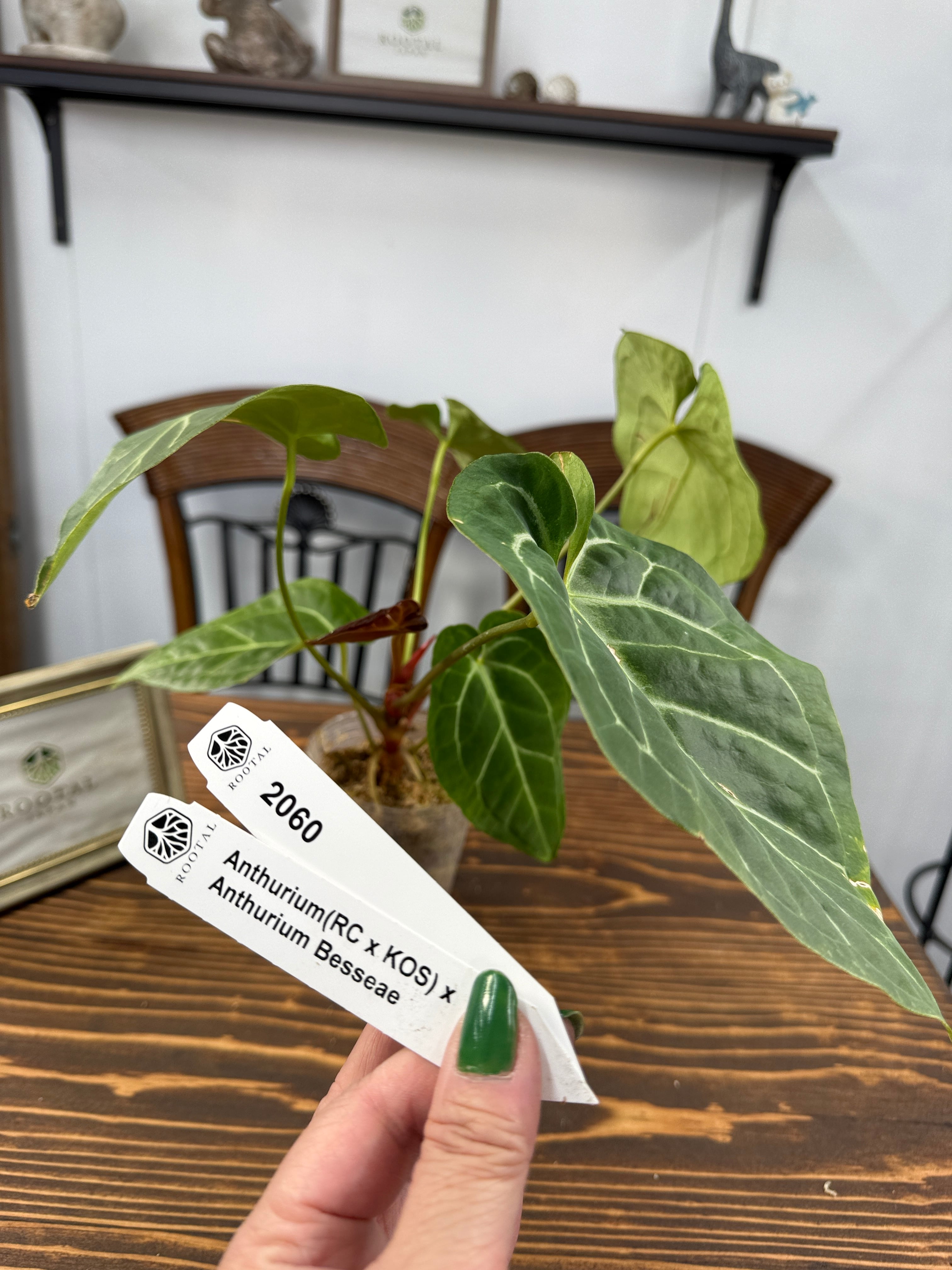 アンスリウム | ROOTALPLANTS