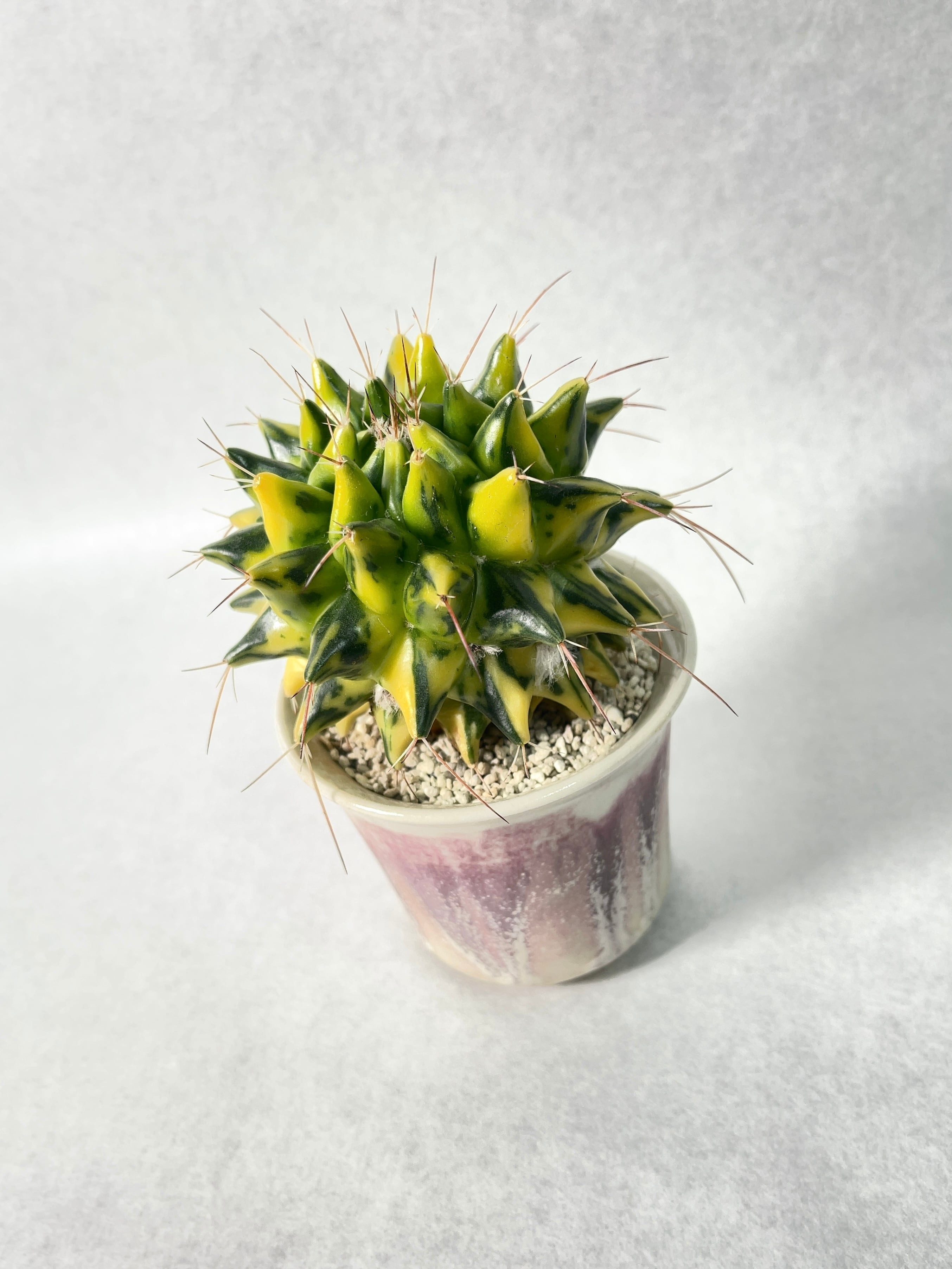 マミラリア・ブカレリエンシス錦 | trigger