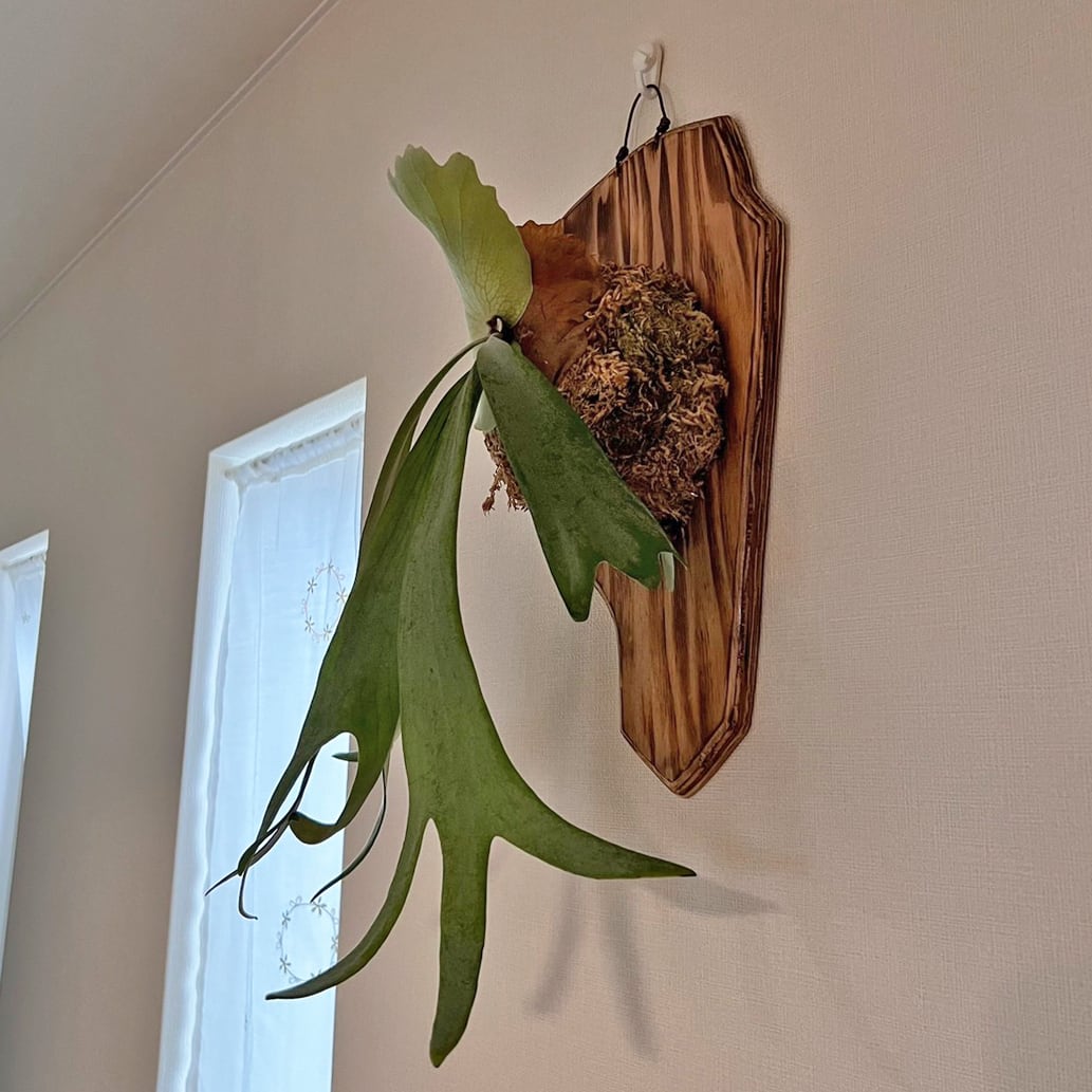 ビカクシダ ウィリンキー 板付 【観葉植物 室内 コウモリラン