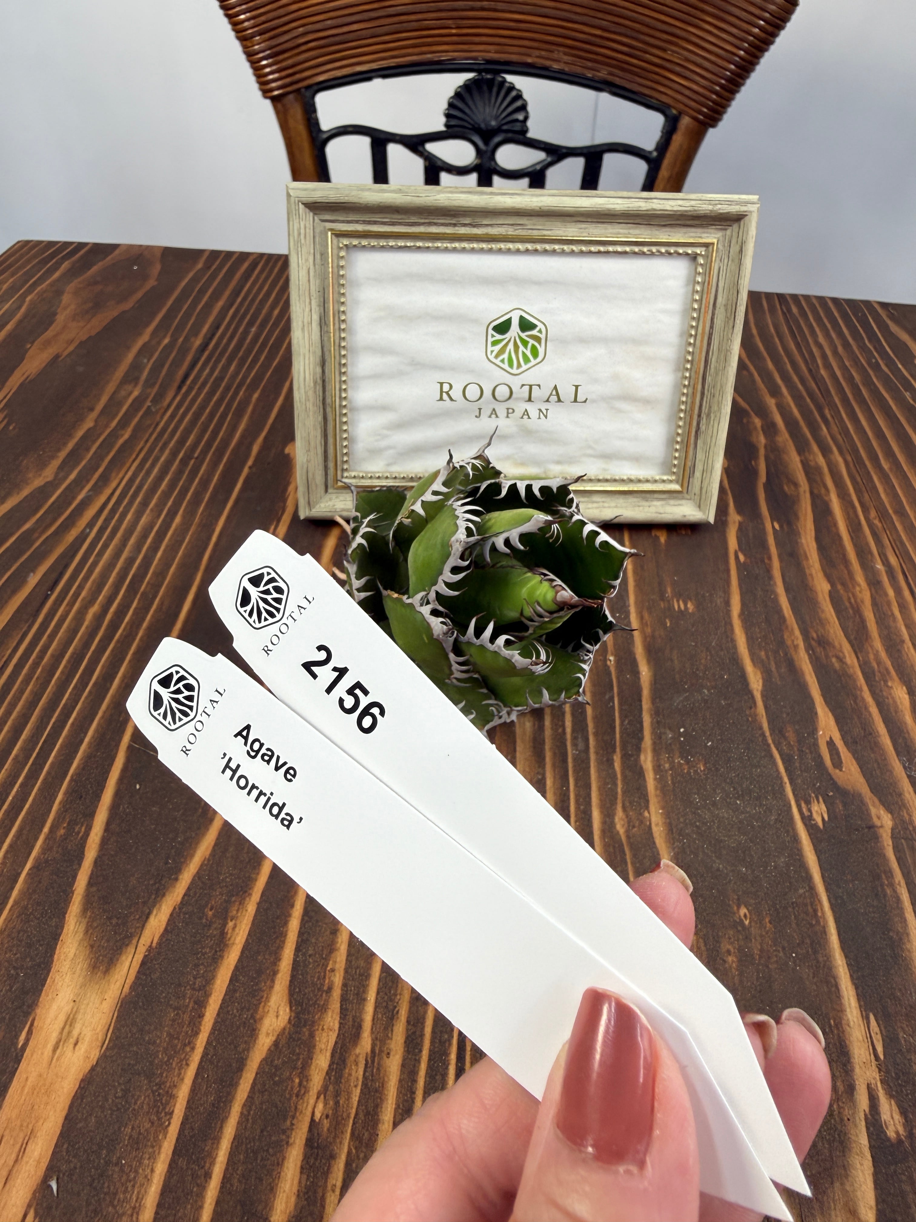 ★2156 アガベ ホリダ ベアルート株