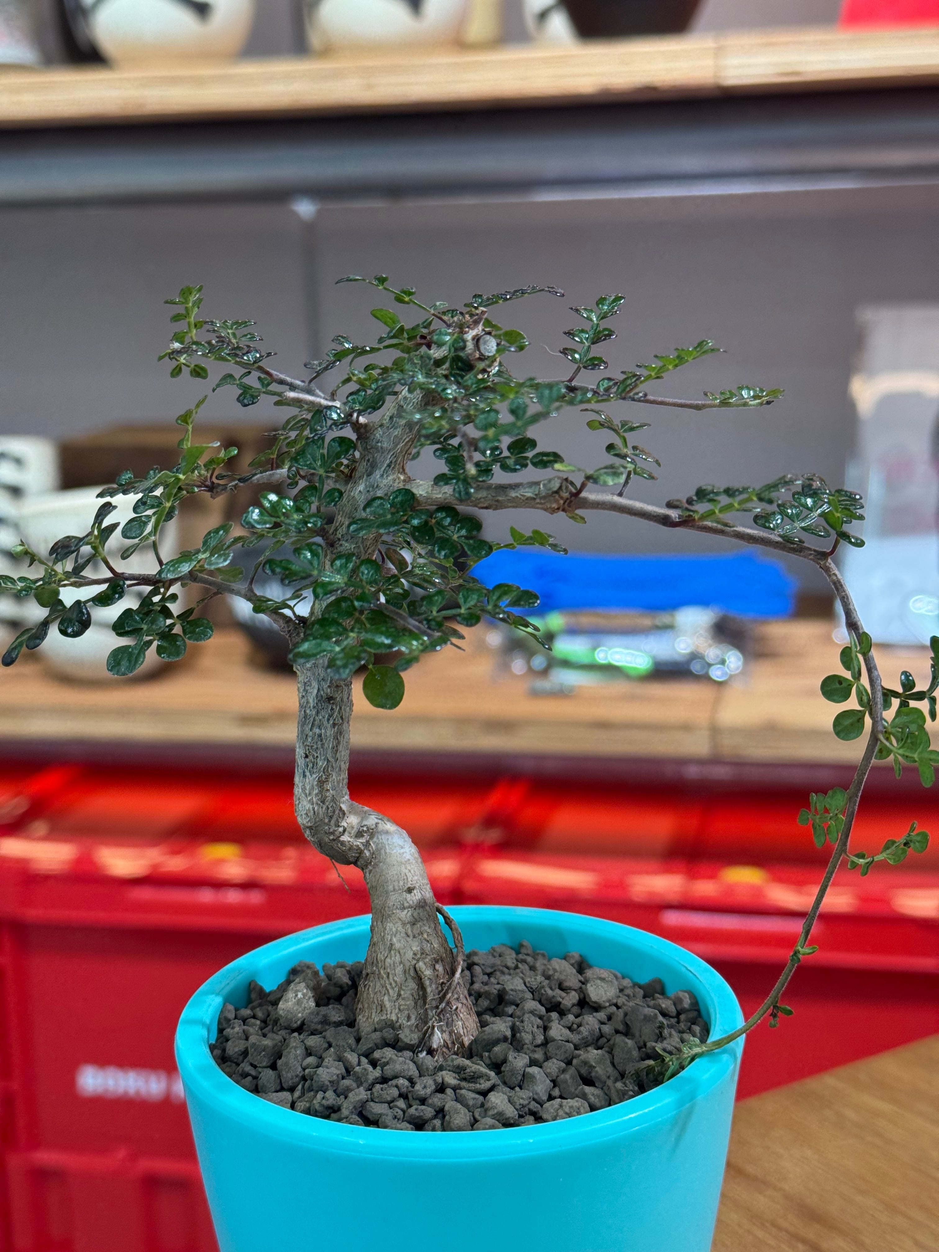 新着】Operculicarya decaryi【美しすぎる実生苗】オペルクリカリア