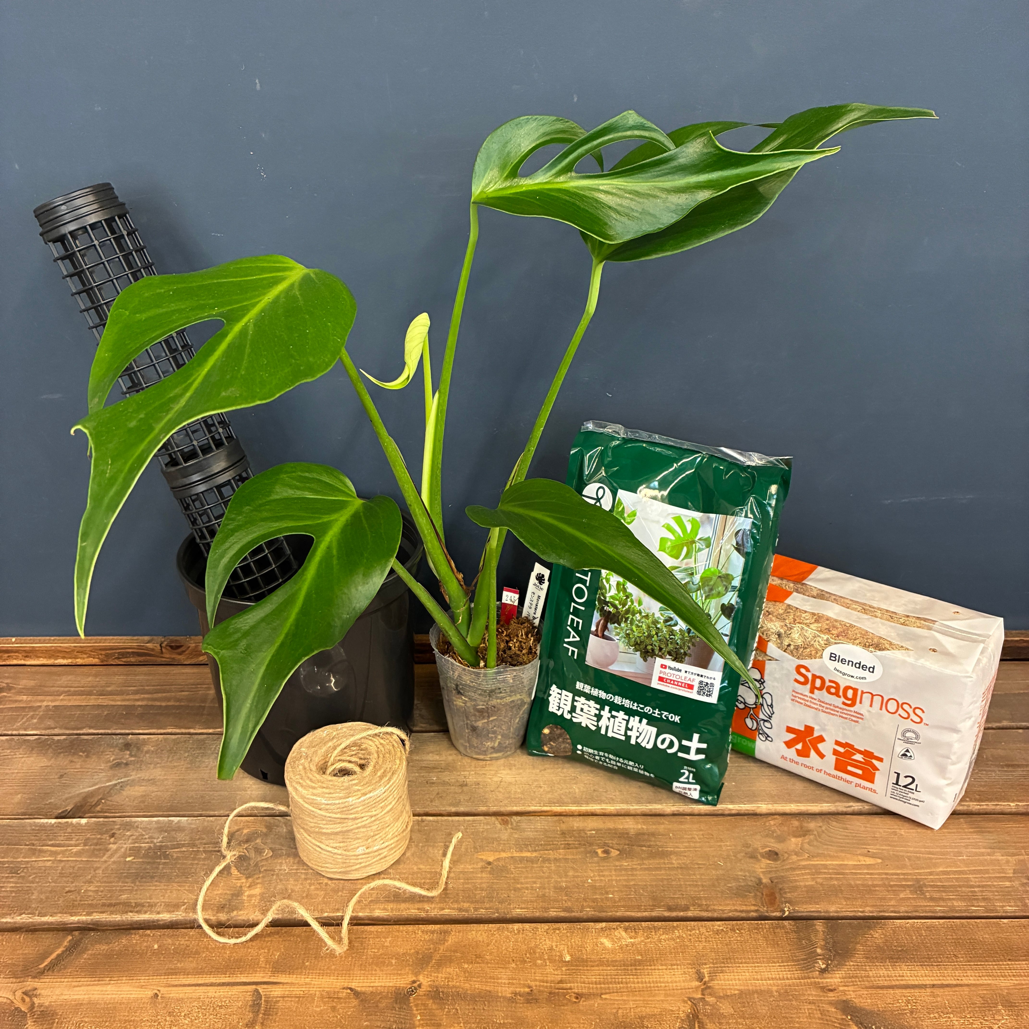 観葉植物 | PROTOLEAF プロトリーフ