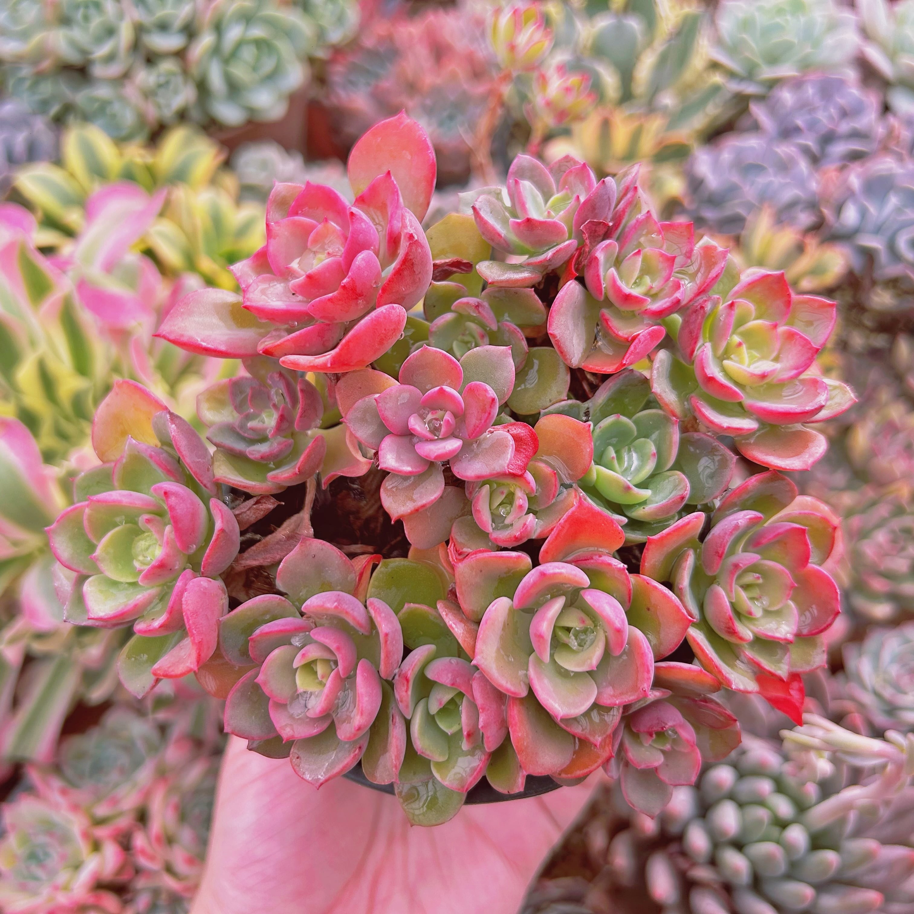 #019現物　多肉植物　ノーブル　特大　抜き苗