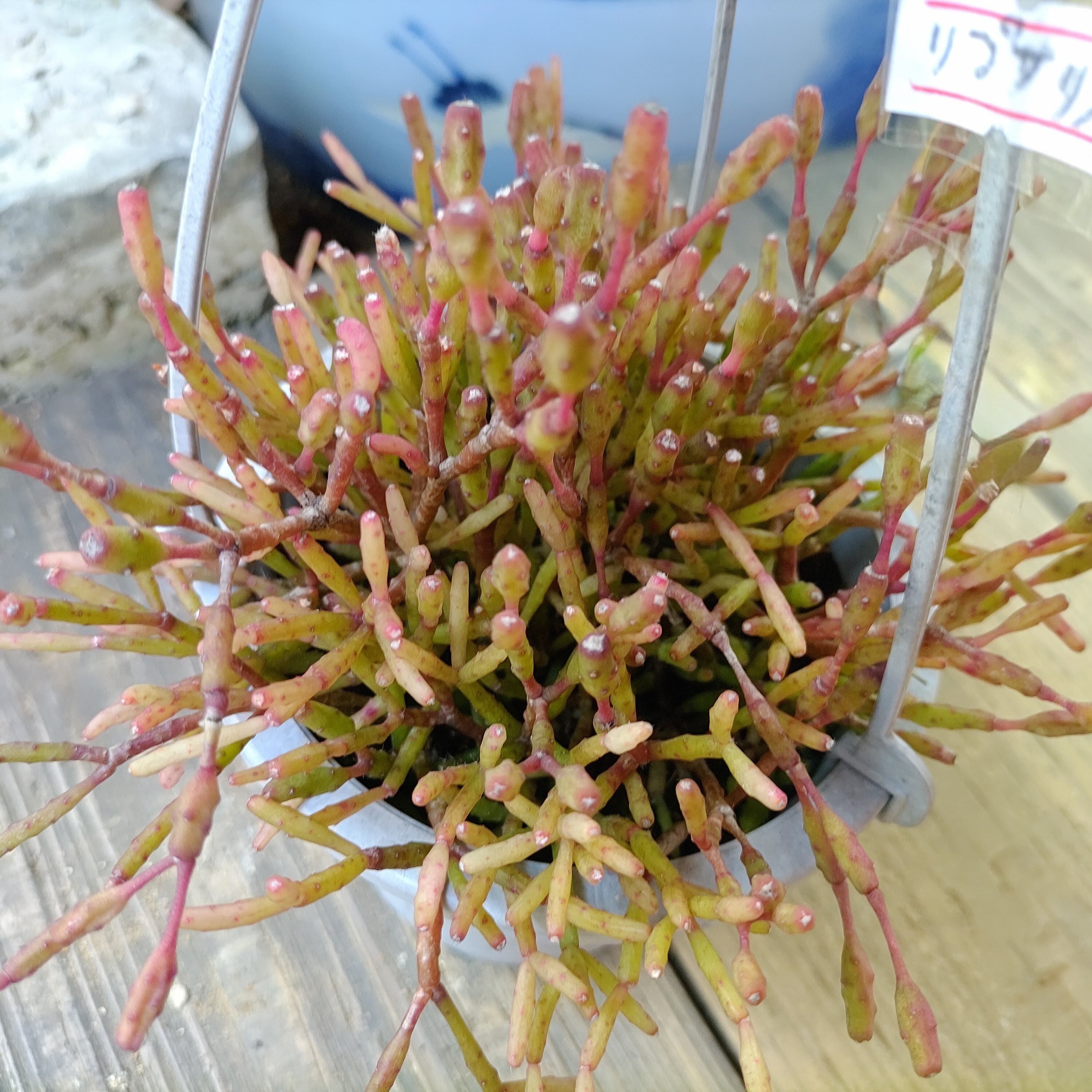 ヨンジャ錦 アエオニウム | RuPo 多肉植物専門店