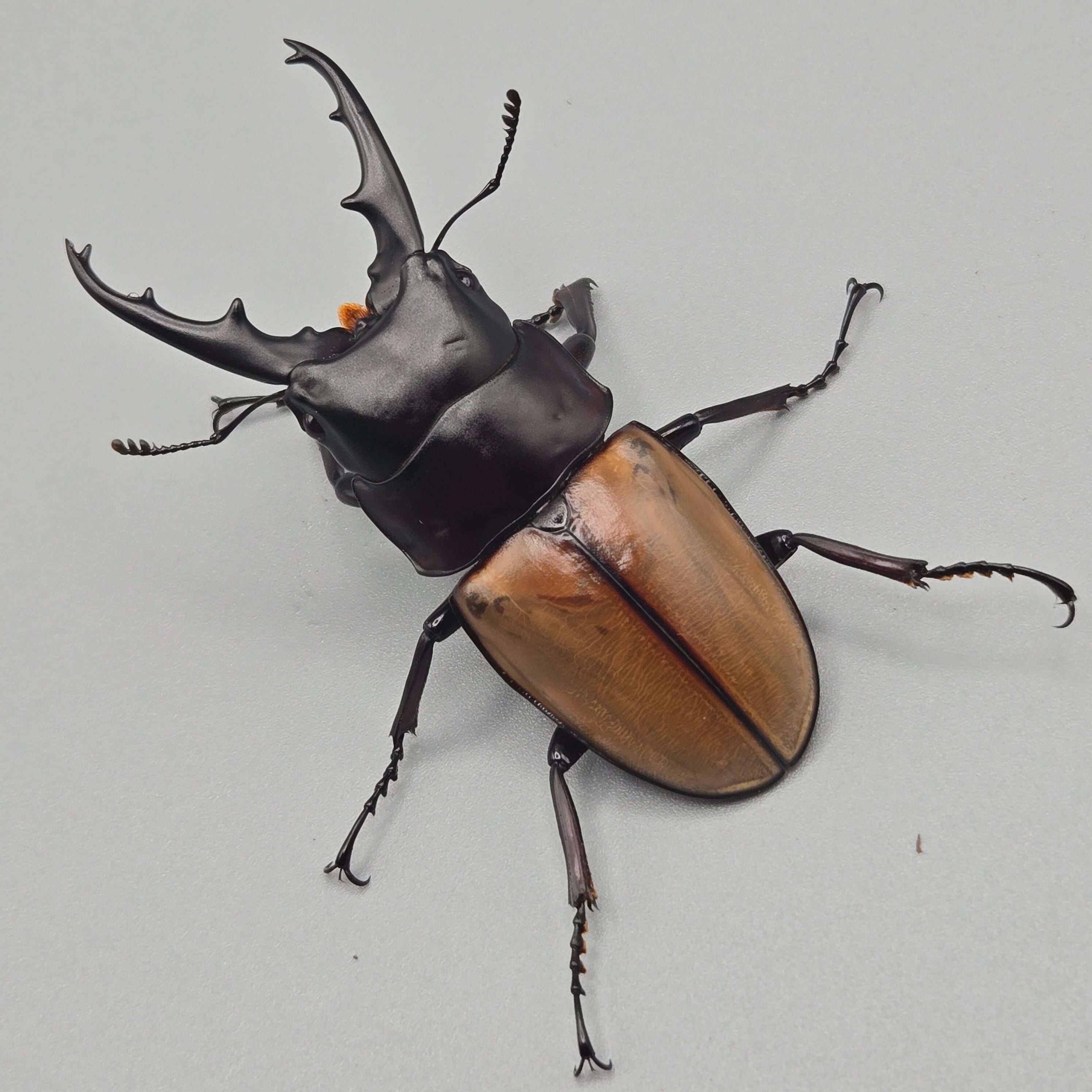 クワガタ | 昆虫専門店【鍬鉄】