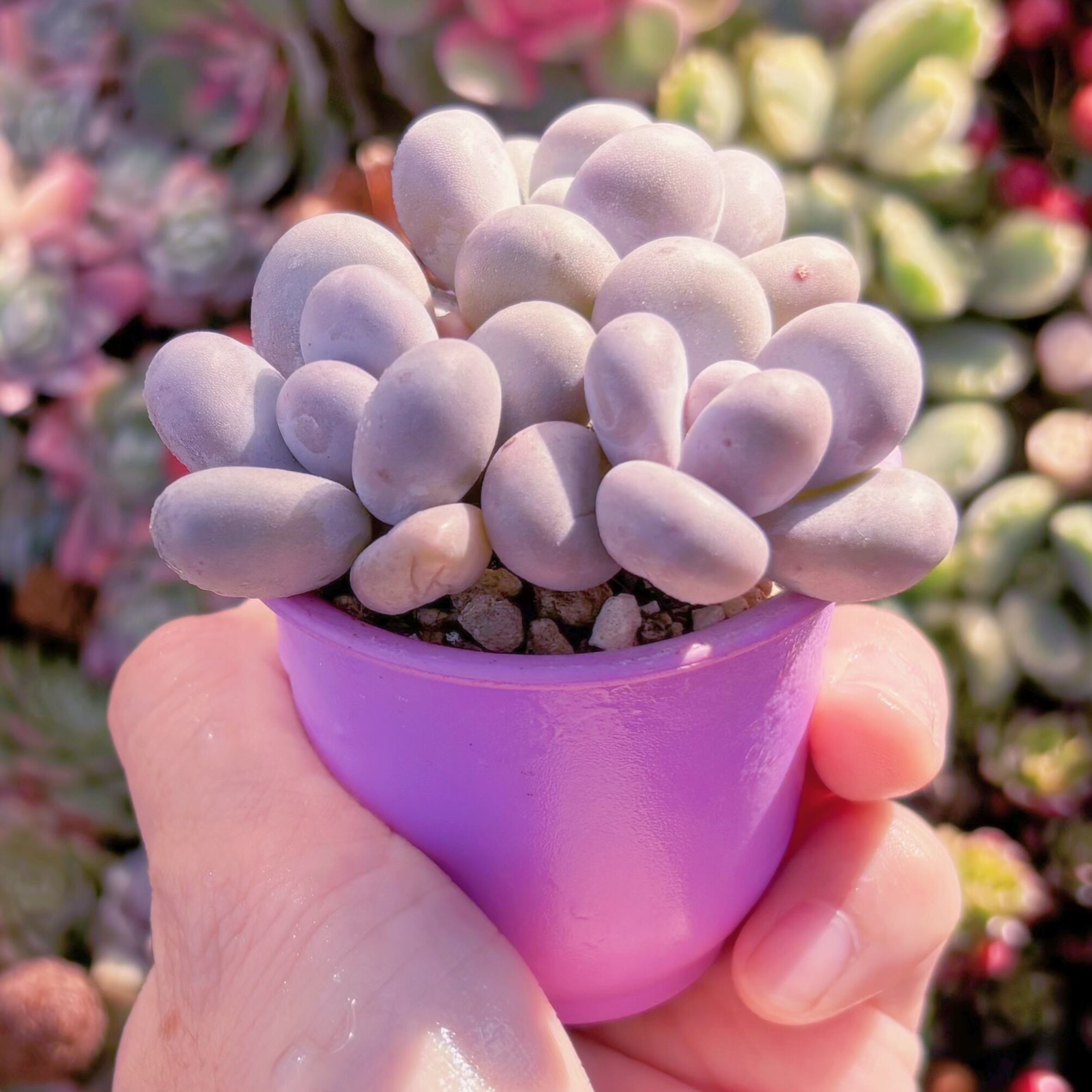 多肉植物 達磨アメジスチヌム(3頭) 在庫僅少 新入荷 るる農園 | るる