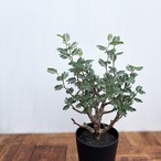 Senna meridionalis【センナ・メリディオナリス・実生】