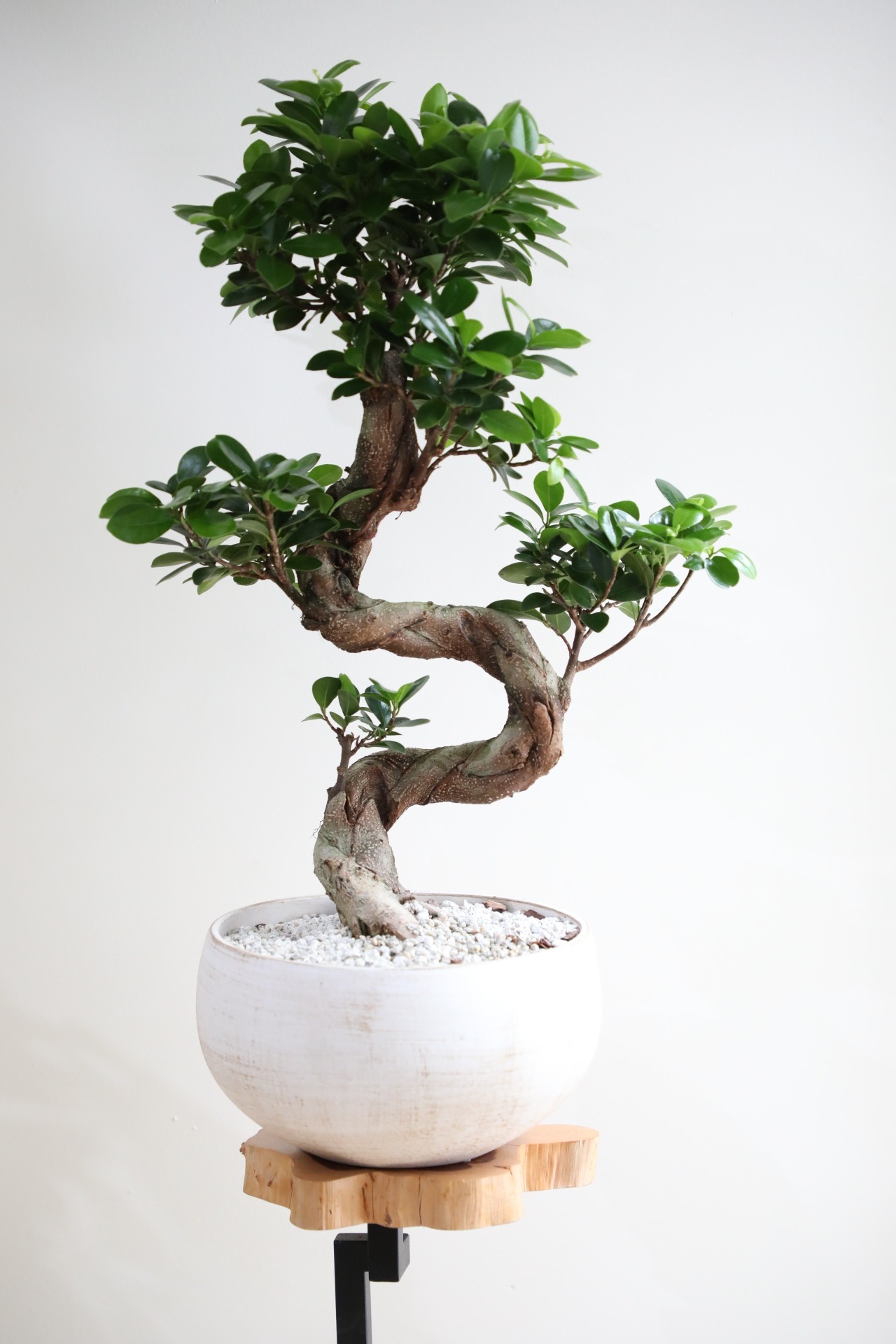 【M】ガジュマル 曲げ木/Ficus microcarpa　※陶器鉢付き