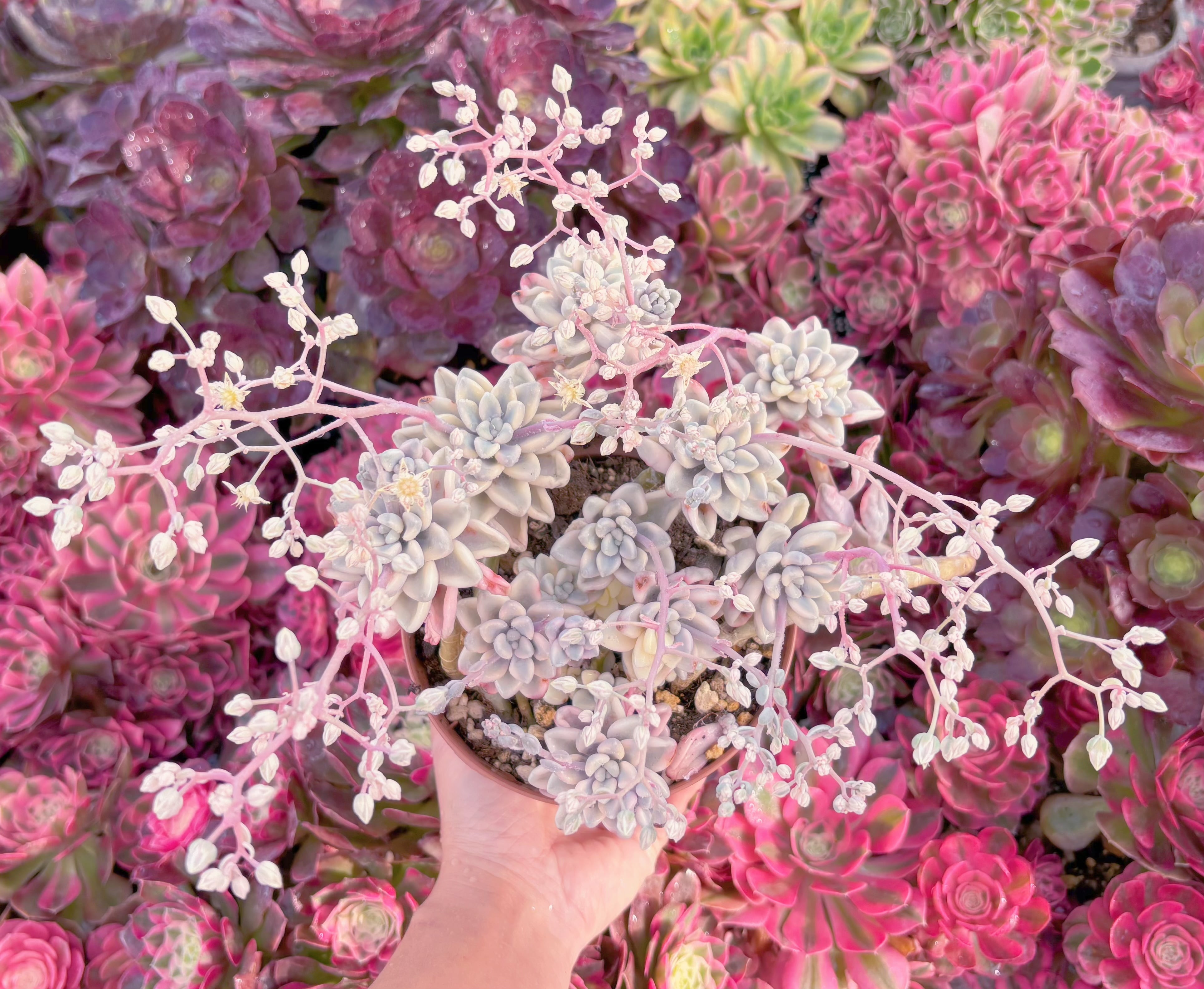 現品　エイレン錦#M115　大群生　るる農園