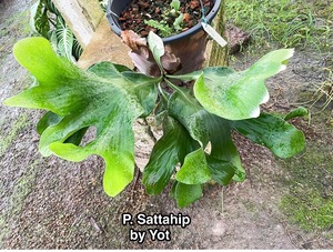 P. hillii Sattahip (Original pup)  【artPLANTs】ビカクシダ/Platycerium