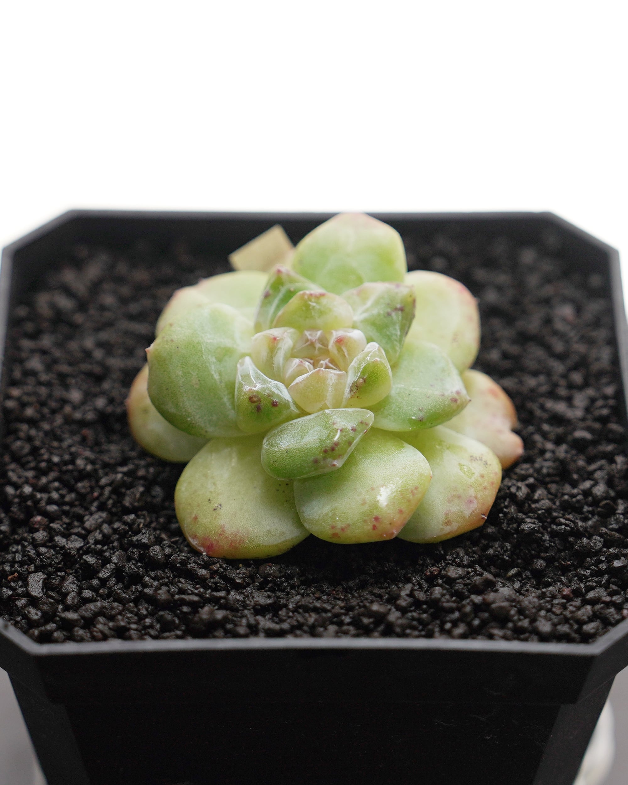 【調整中】ジブリ感ある可愛い見た目！ぽってり幹！アラビカ半島の珍種植物 朝ひらひらと飛ぶアサギマダラ発見！！ 一瞬だったけど、可愛く