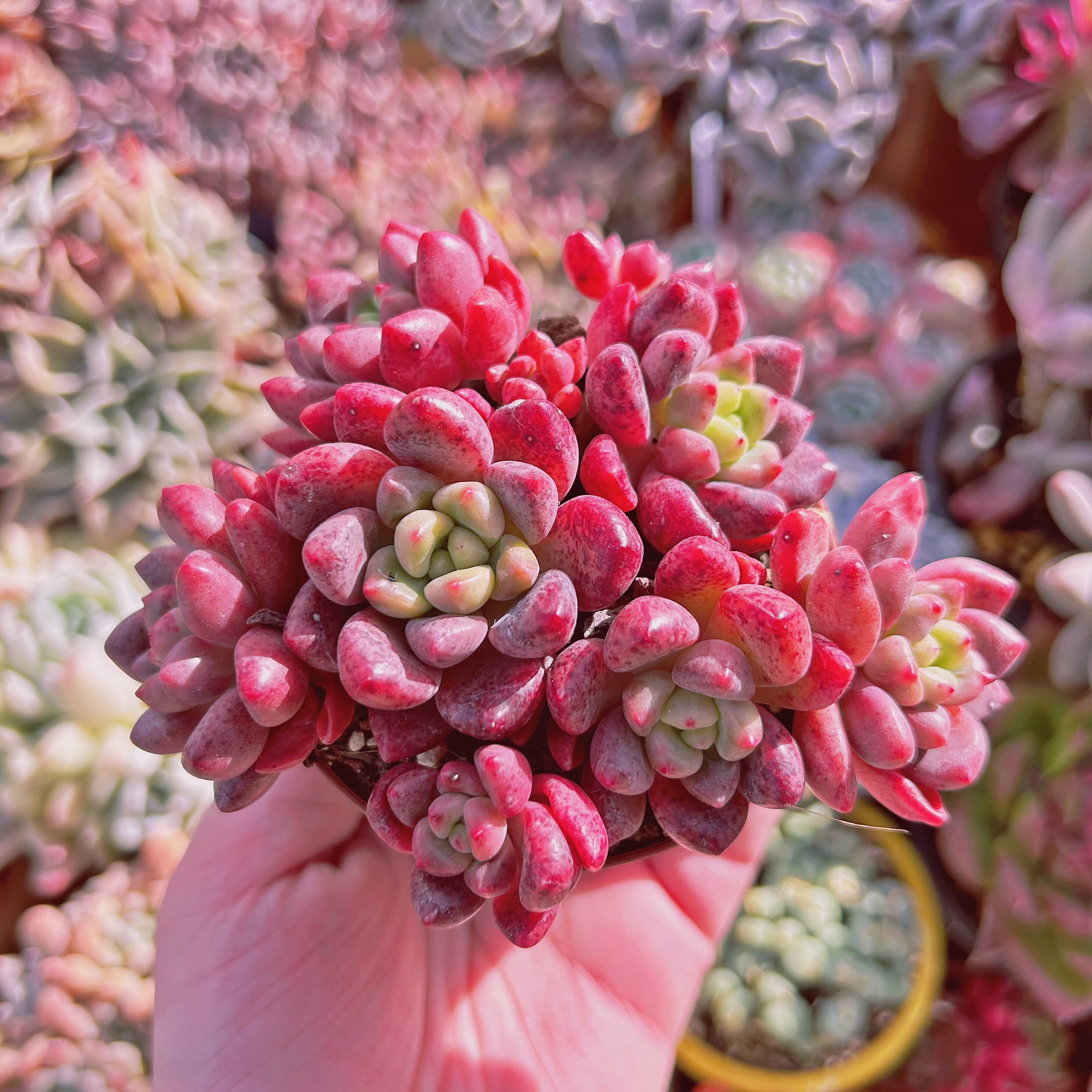 #231現物　多肉植物　シャネルレッド   特大