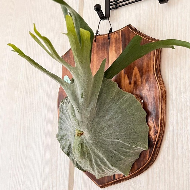 ビカクシダ グランデ 板付 【観葉植物 壁掛け コウモリラン】