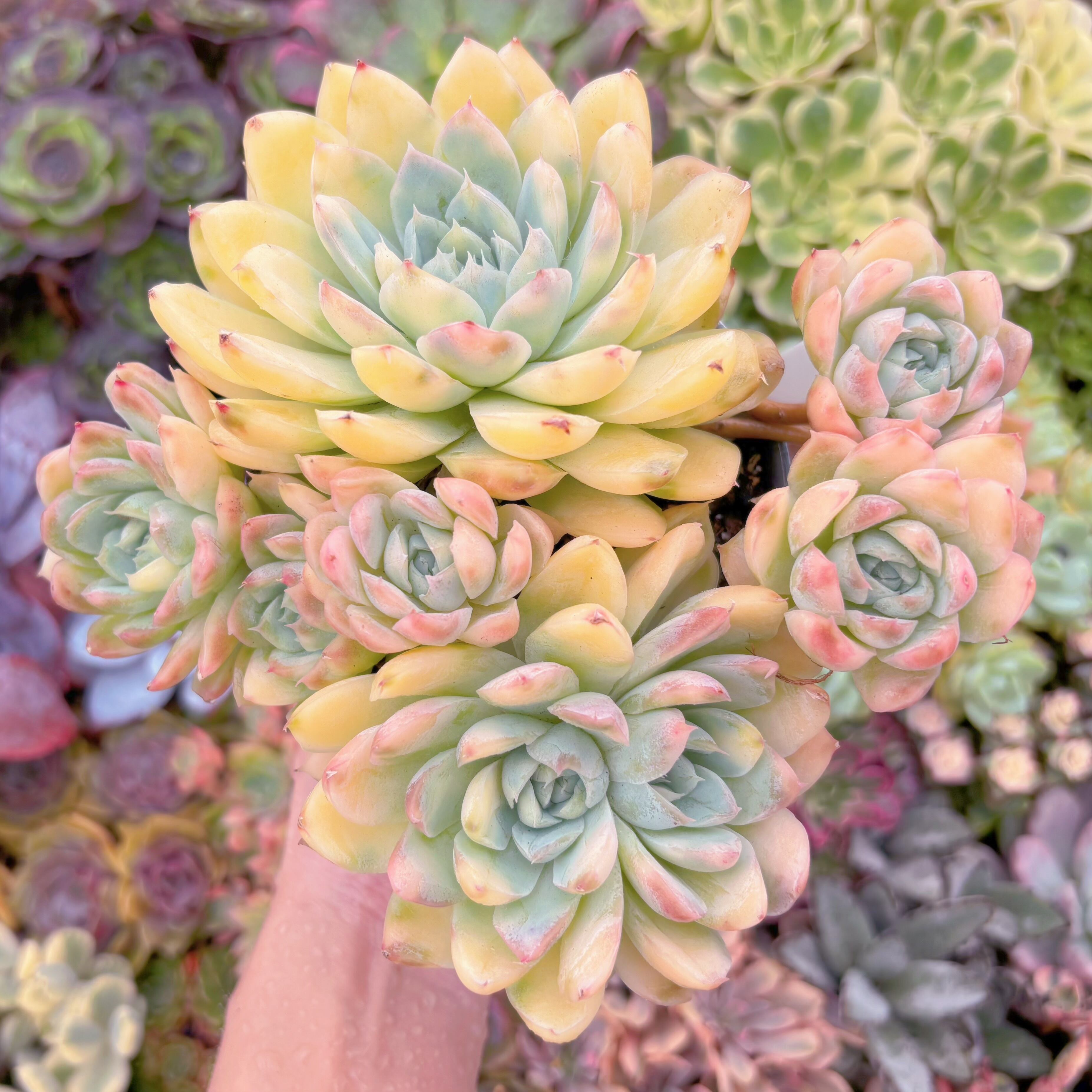 現品　ピンクヒューミリス錦#K005　特大群生　在庫僅少　新入荷　るる農園