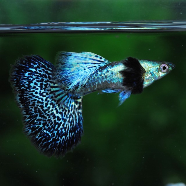 上物プラチナブルードラゴン　2ペア＋おまけ1ペア＋メス2匹