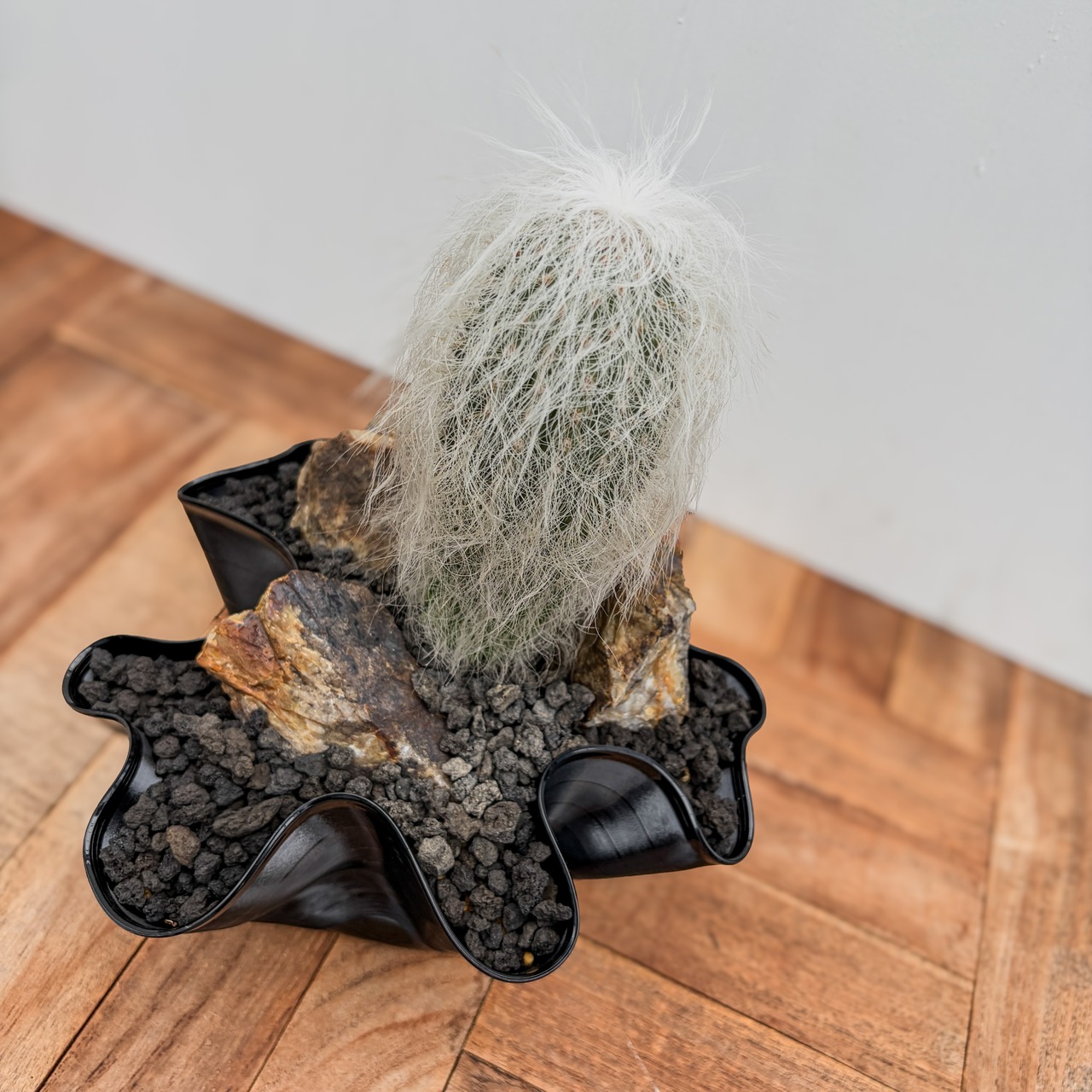 Cephalocereus senilis【ケファロケレウス・翁丸with GROOVE POT】